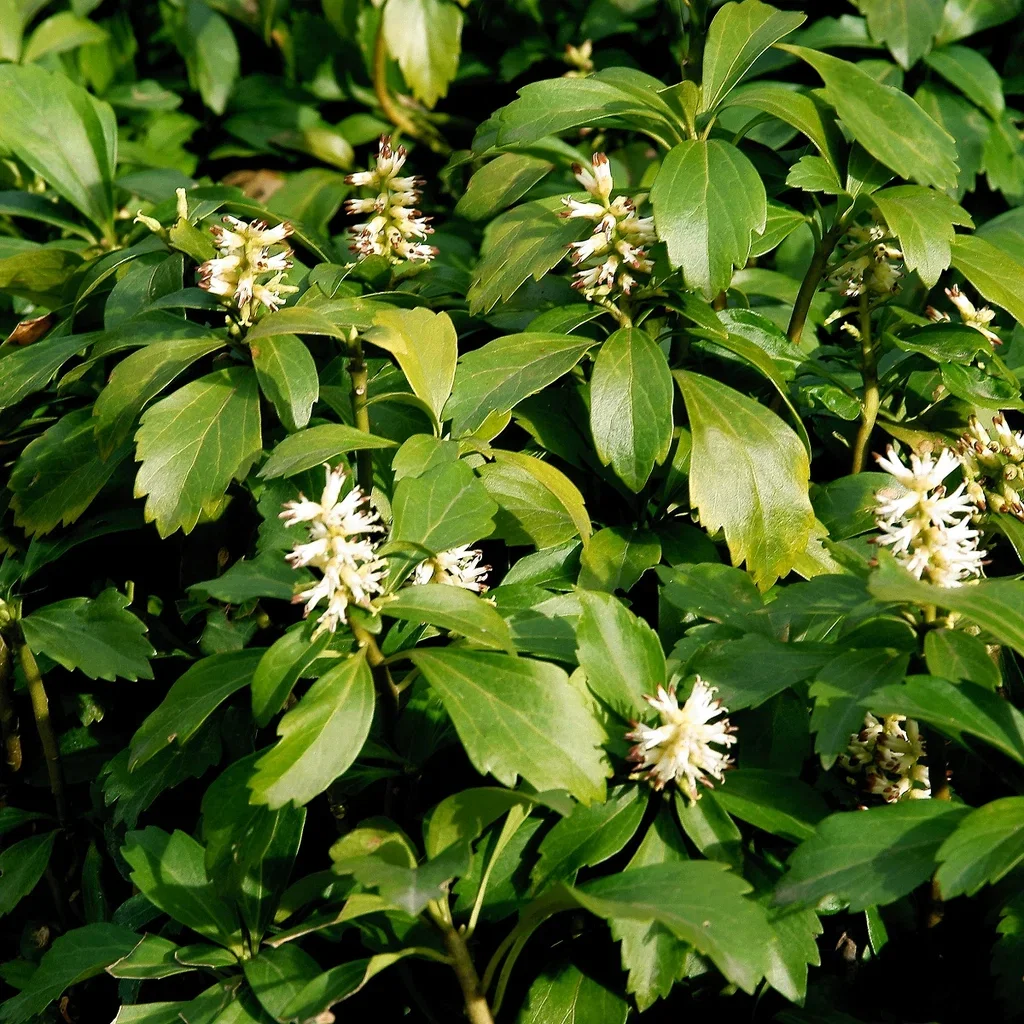 Skuggröna