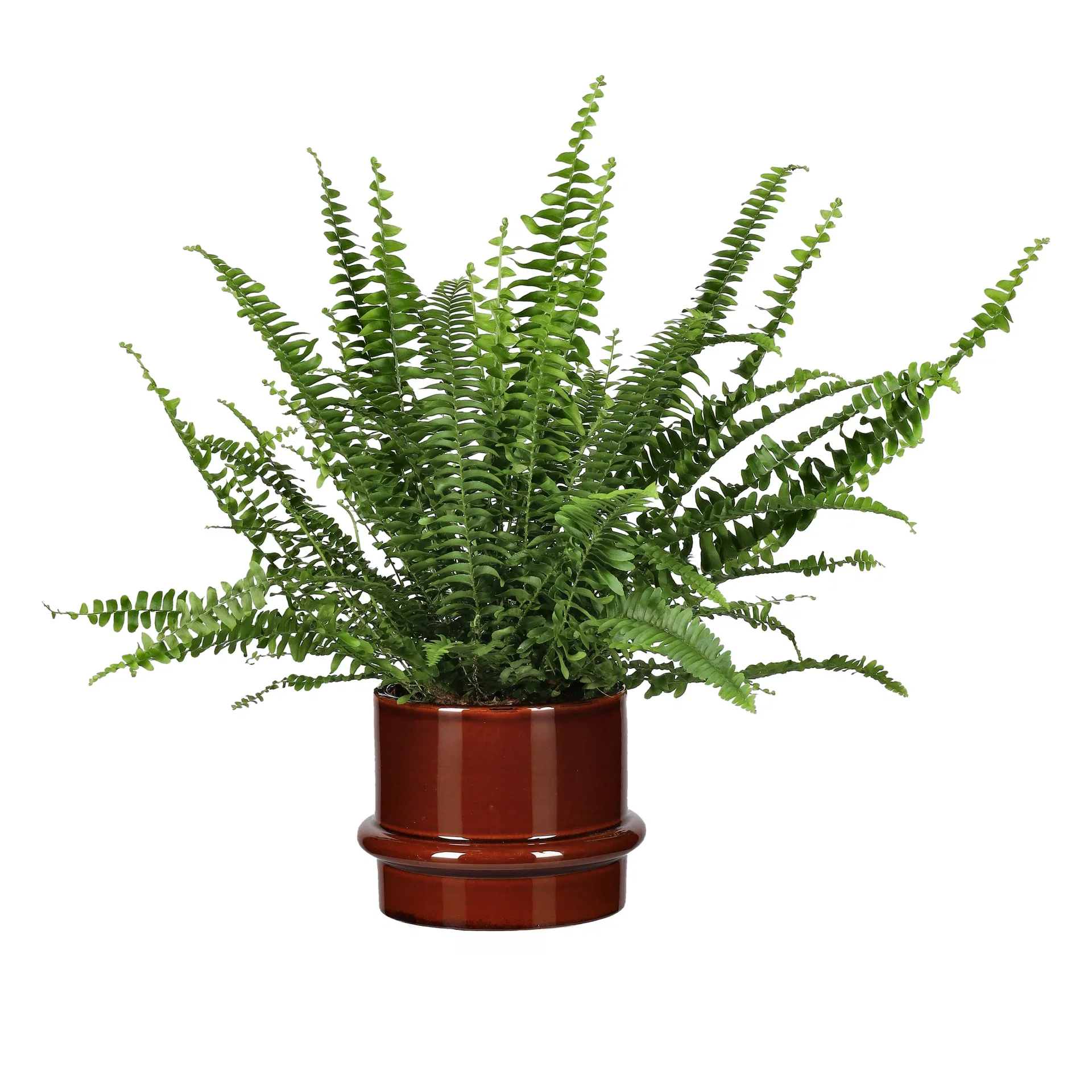 Nephrolepis exaltata 'Green Lady'