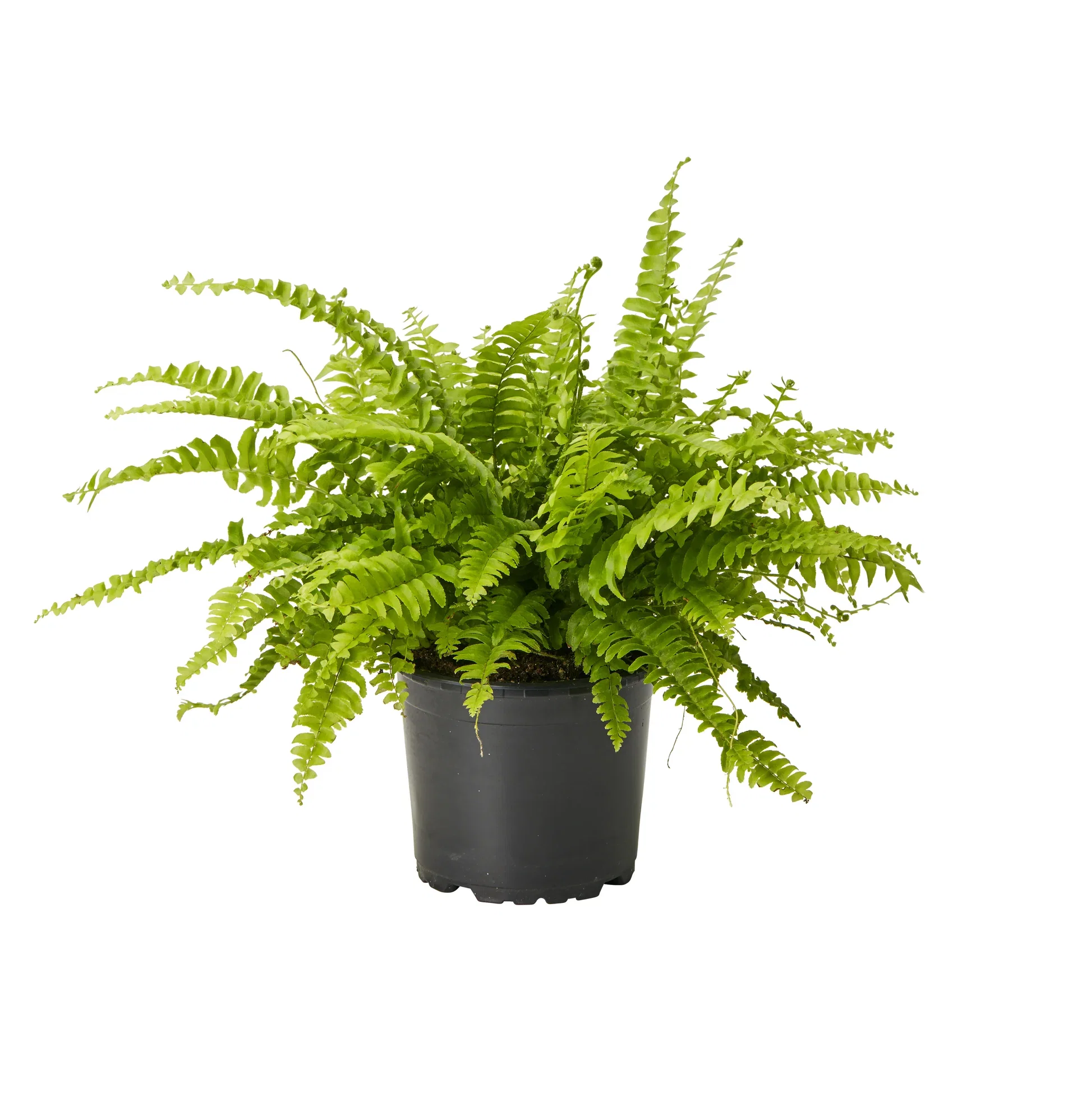 Nephrolepis exaltata 'Green Lady'