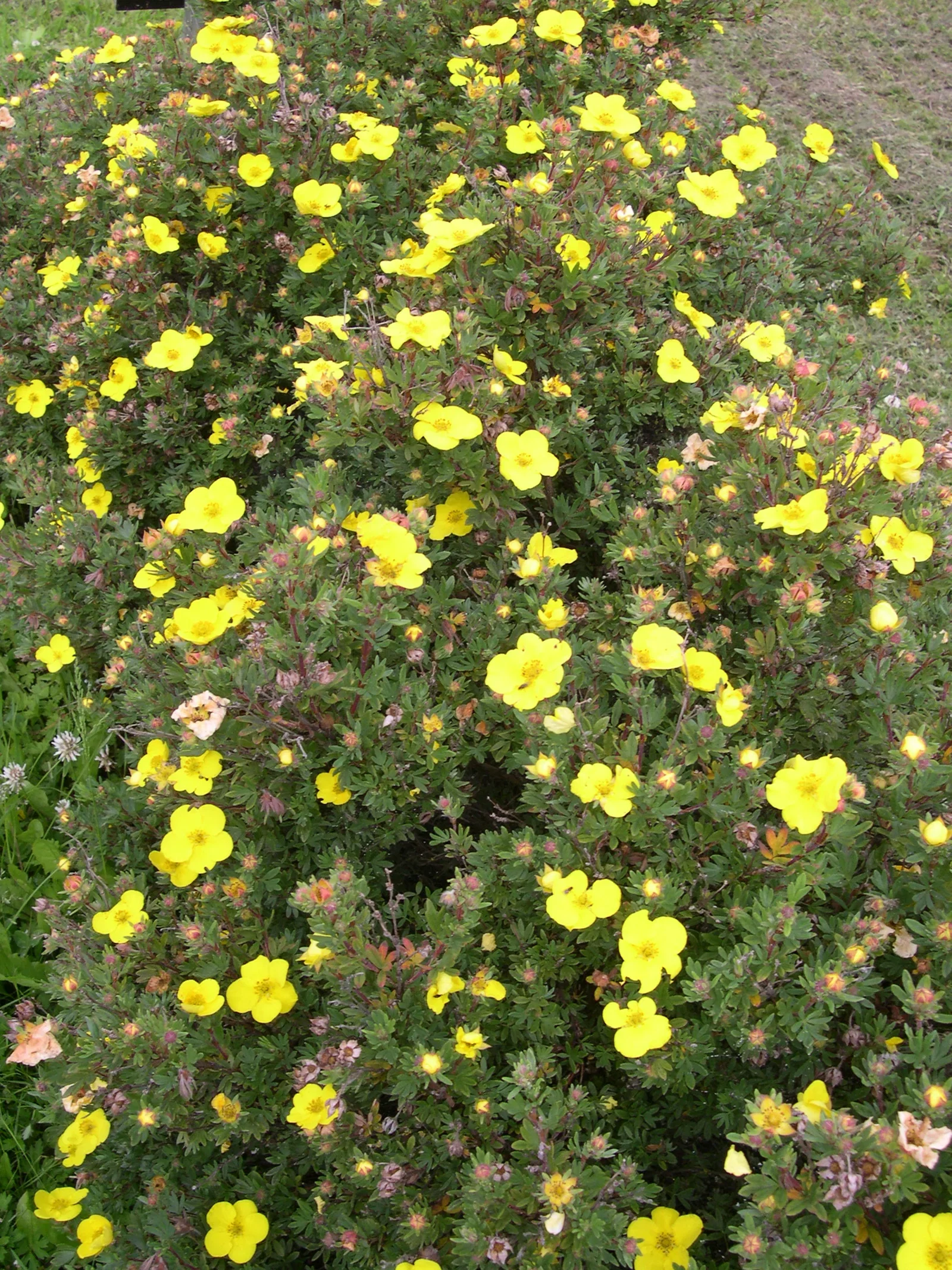 Trädgårdstok 'Goldteppich'