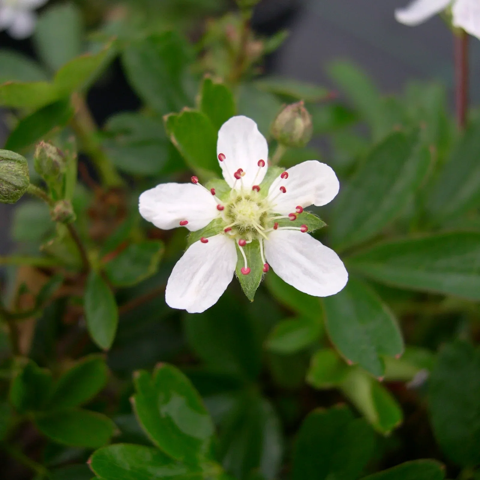 Sibbaldiopsis tridentata 'Nuuk' 23cm