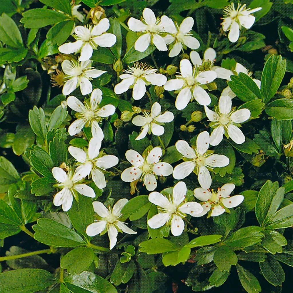 Sibbaldiopsis tridentata 'Nuuk' 23cm