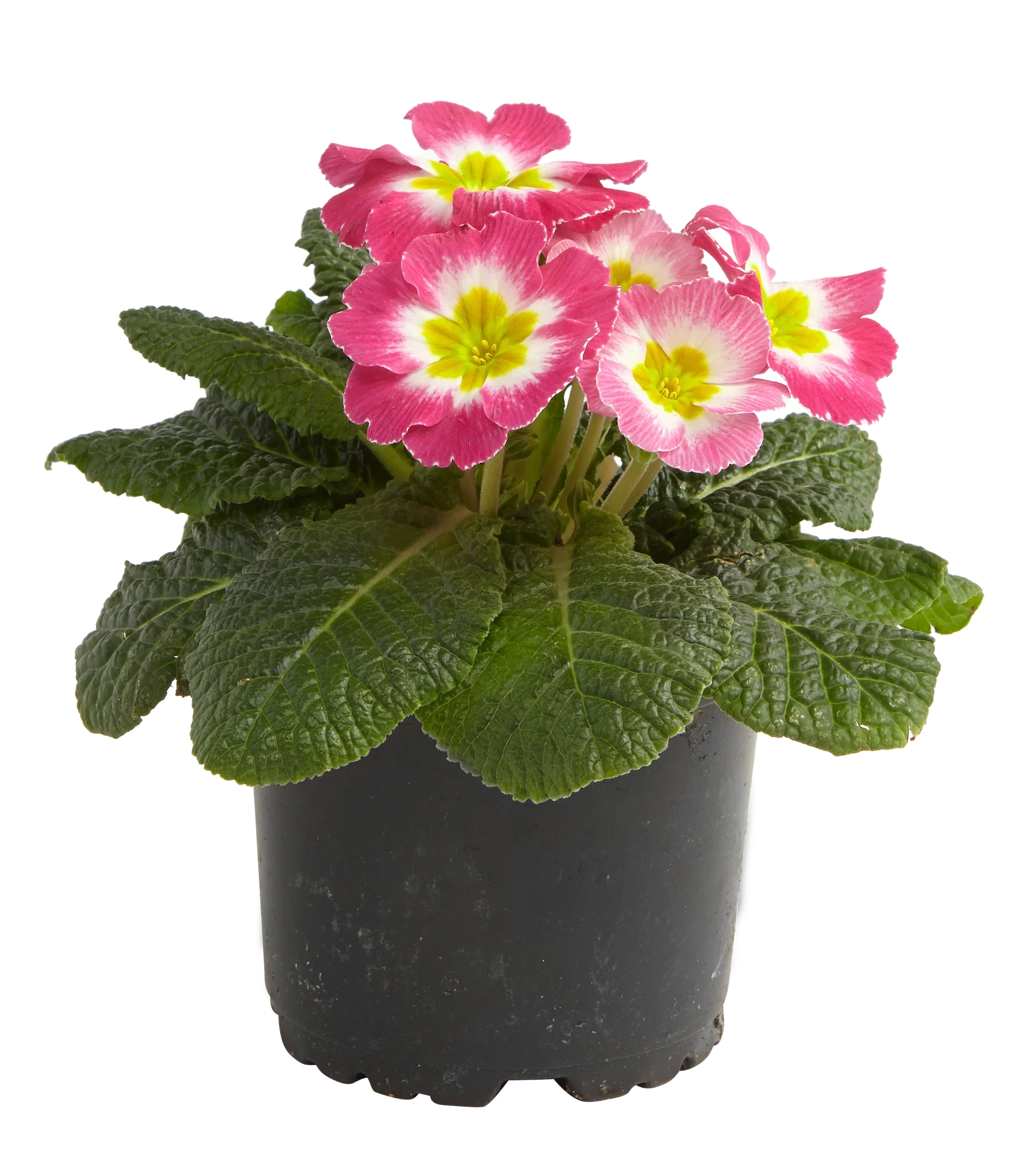 Primula vulgaris 10,5 cm