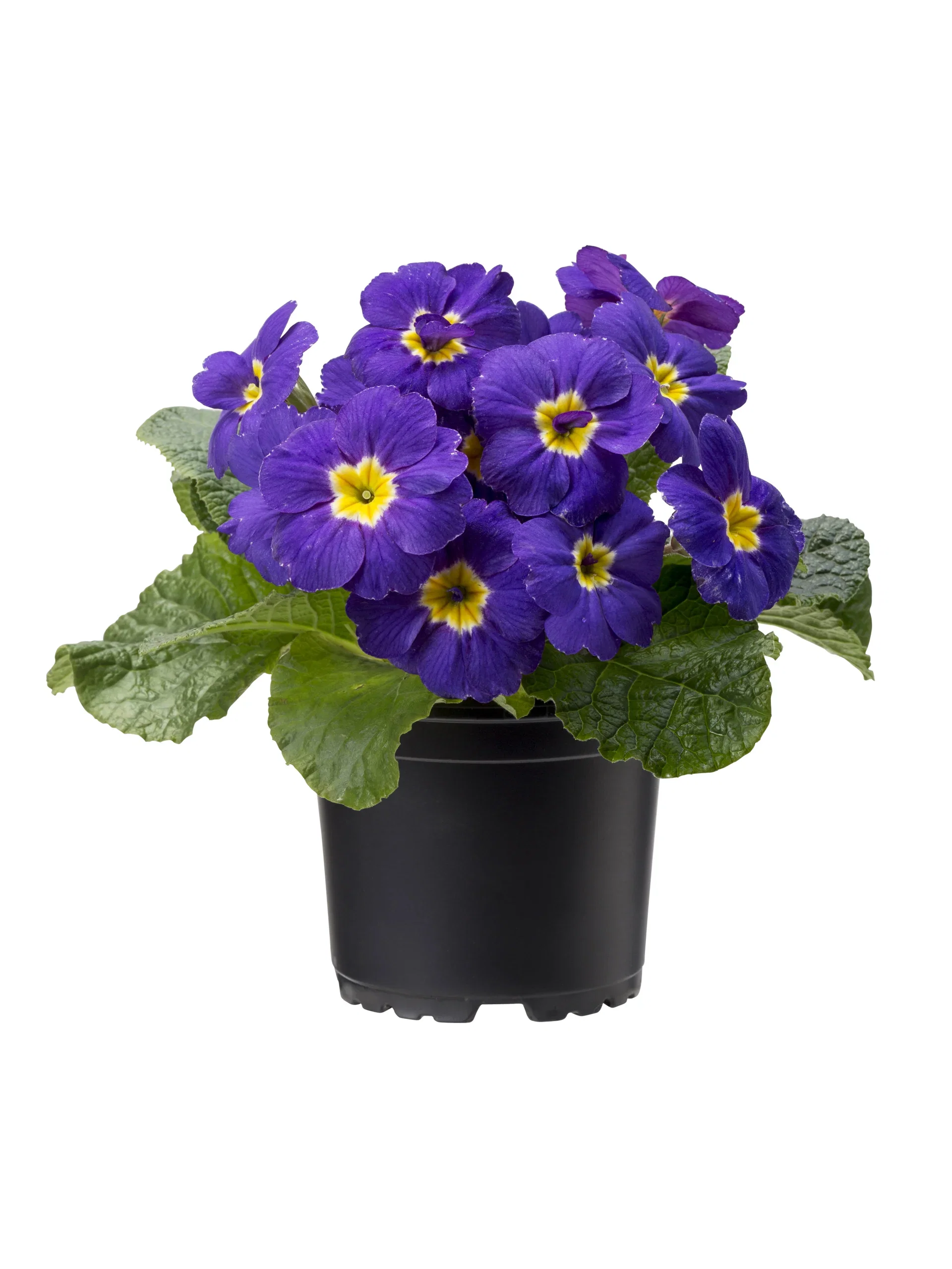 Primula vulgaris 10,5 cm