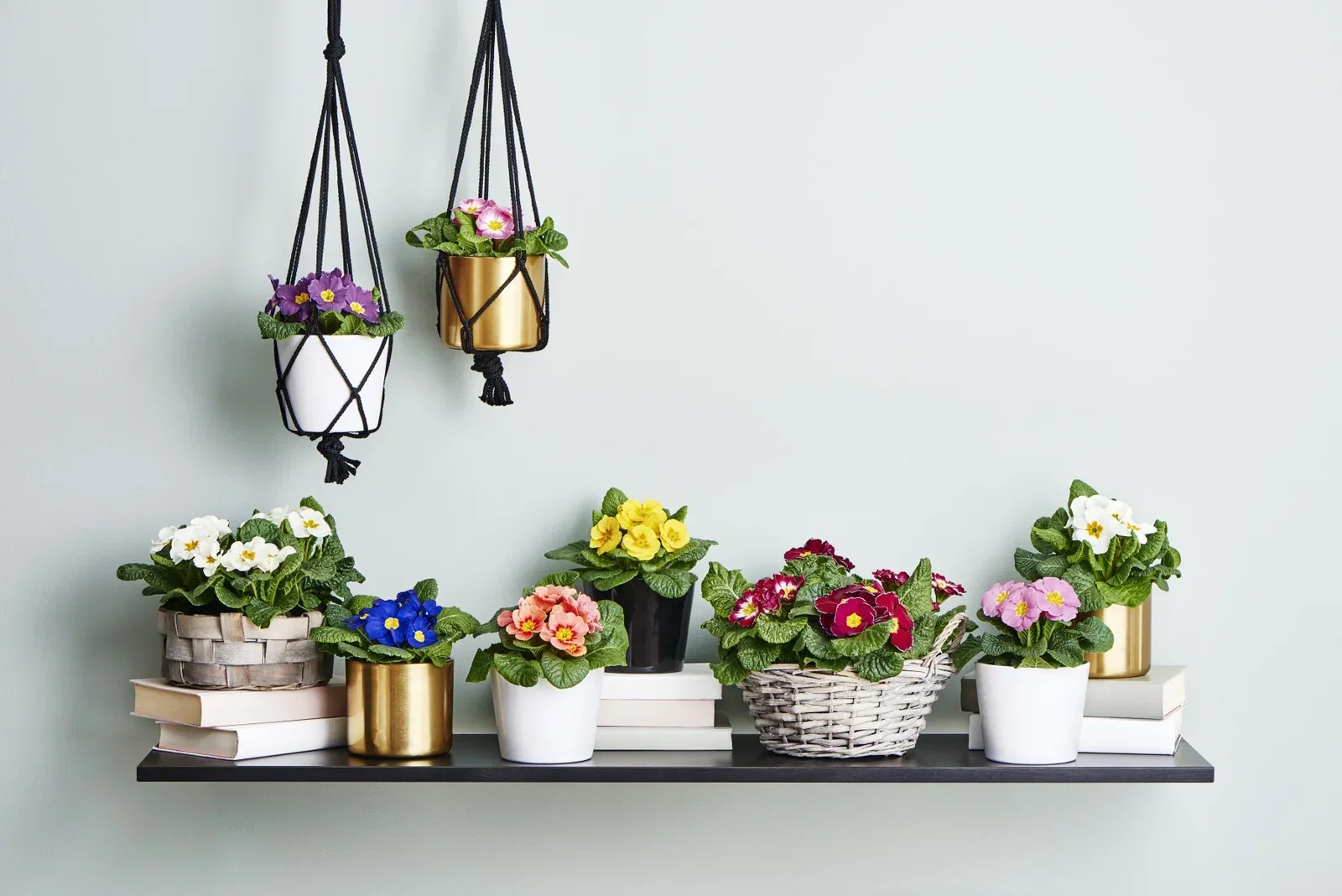 Primula vulgaris 10,5 cm