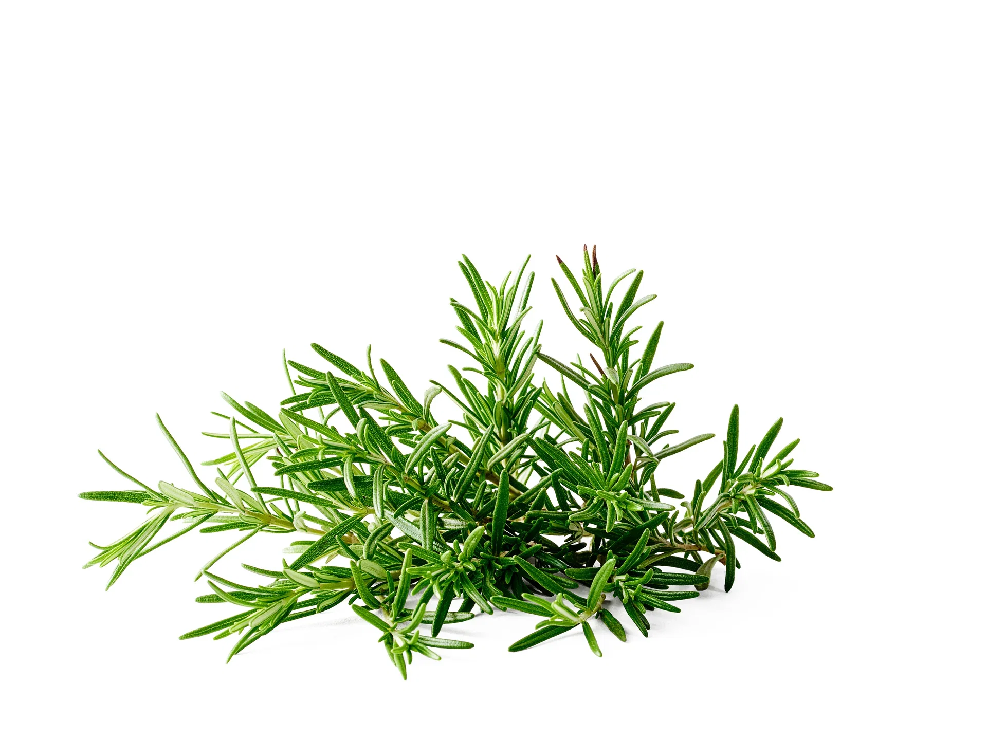 Rosmarin KRAV