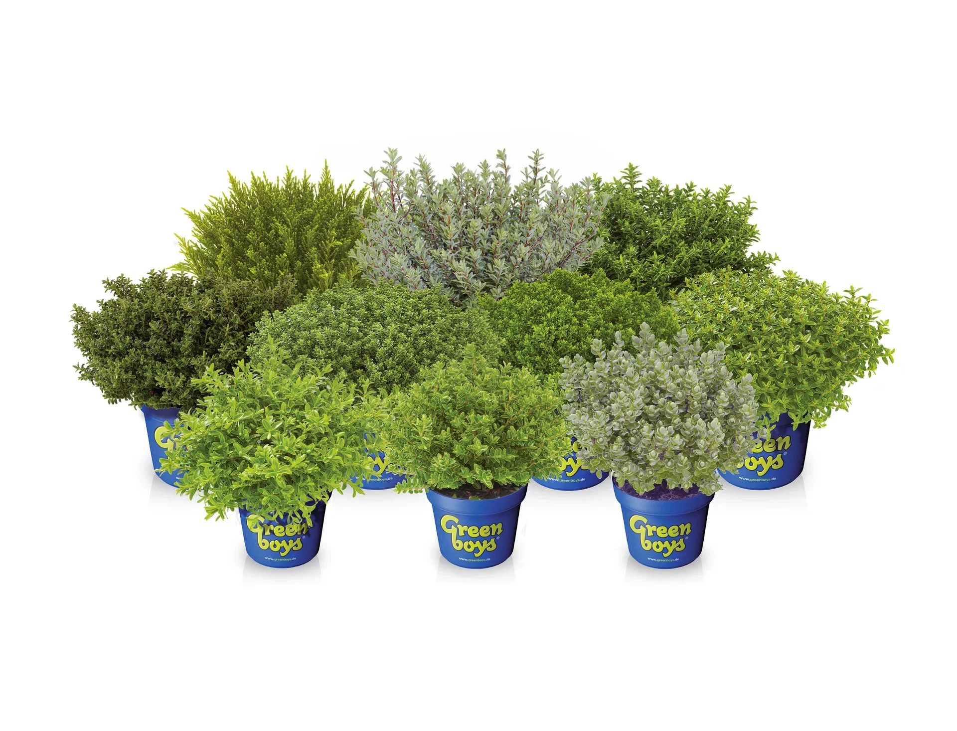 Hebe 'Green Boy´s' 12 cm