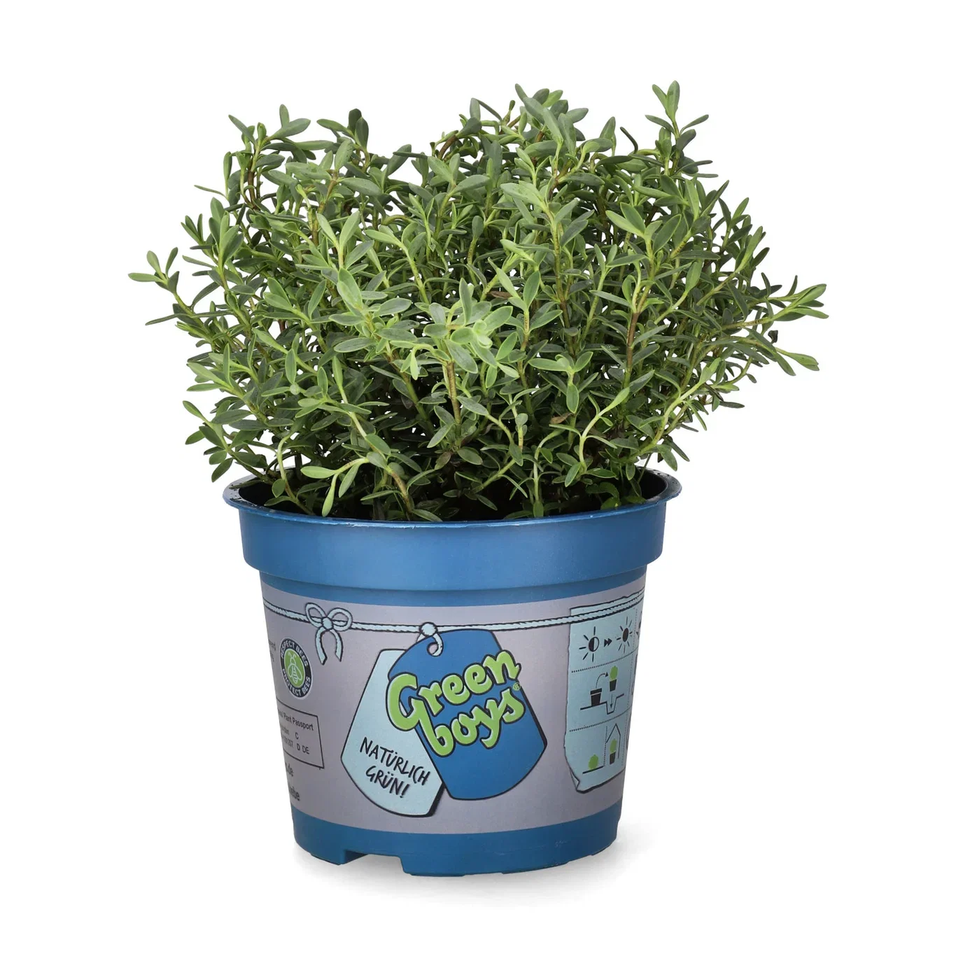 Hebe 'Green Boy´s' 12 cm