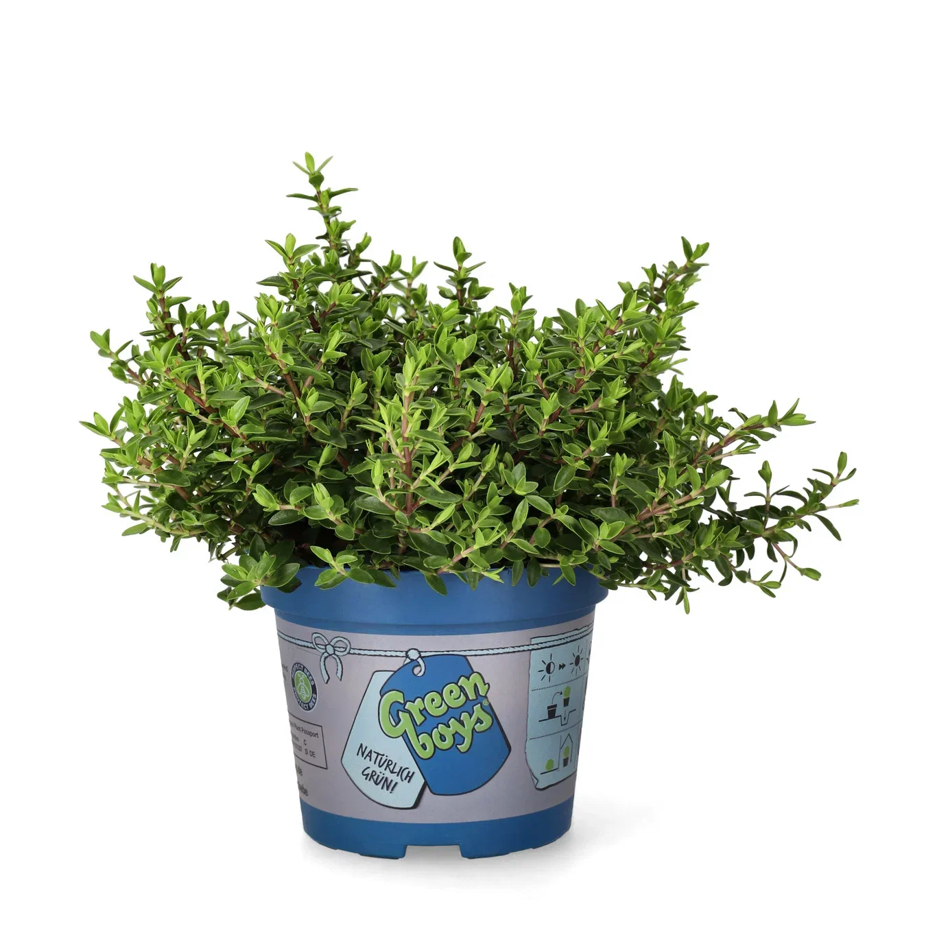 Hebe 'Green Boy´s' 12 cm