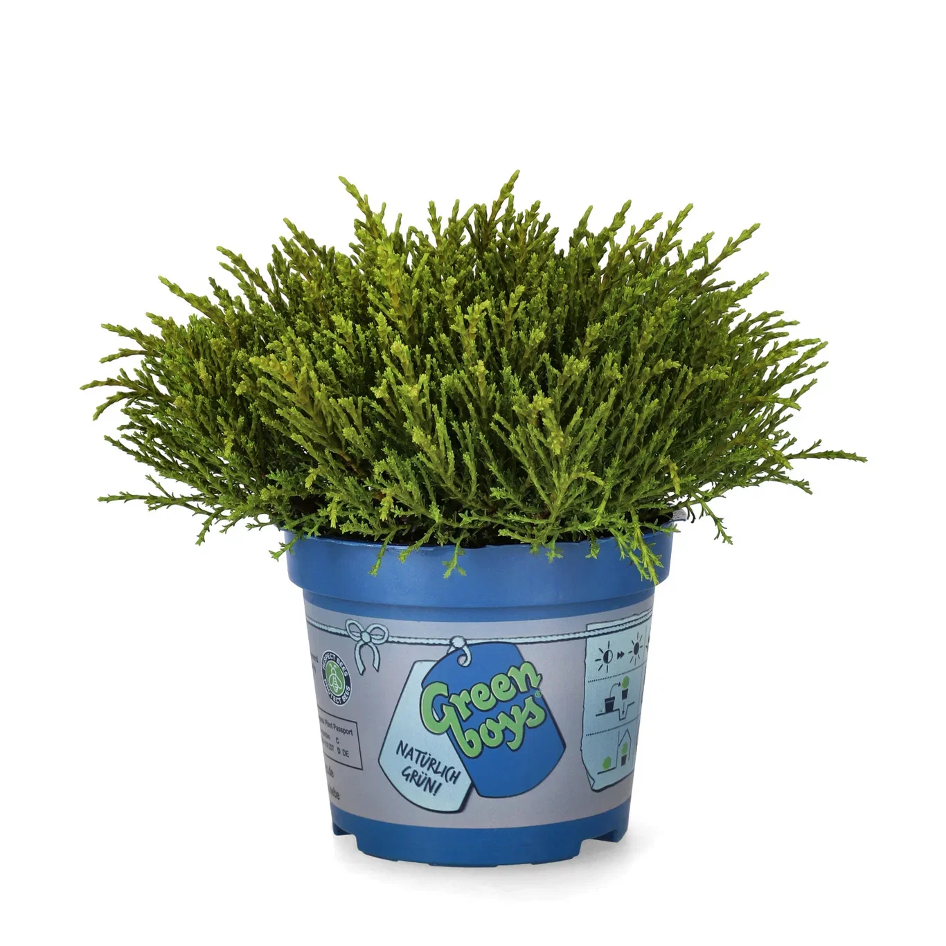 Hebe 'Green Boy´s' 12 cm