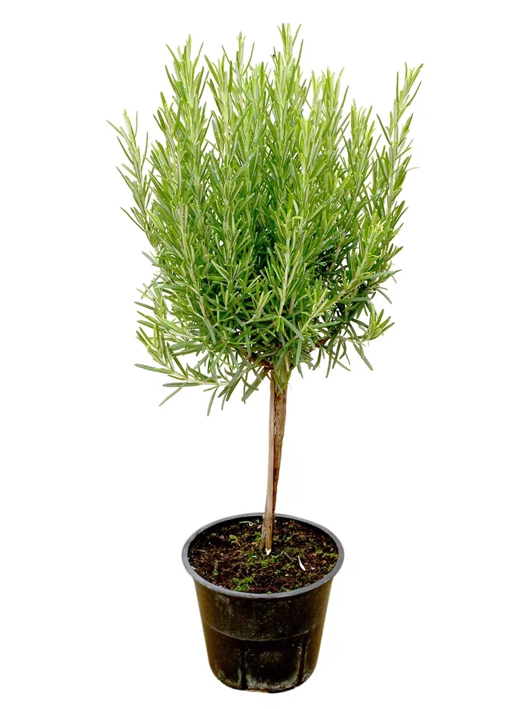 Rosmarinus officinalis stem 19 cm