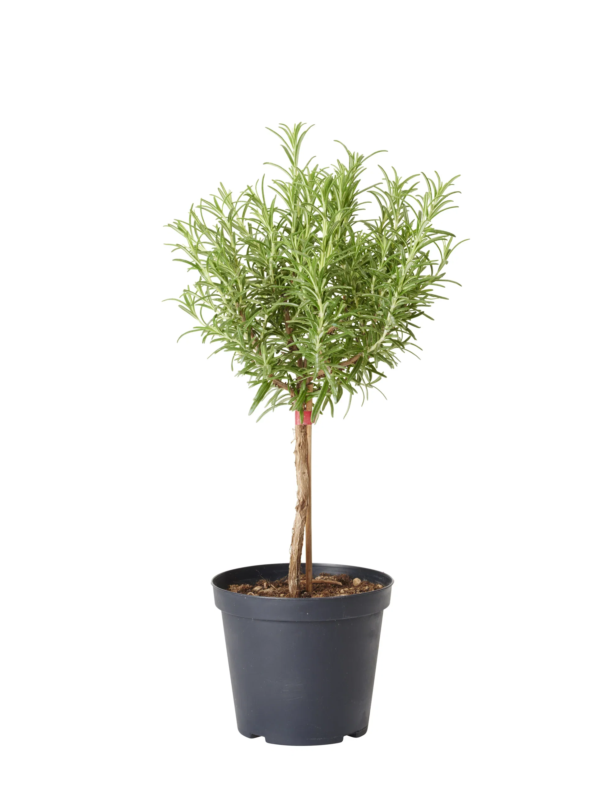 Rosmarinus officinalis stem 19 cm