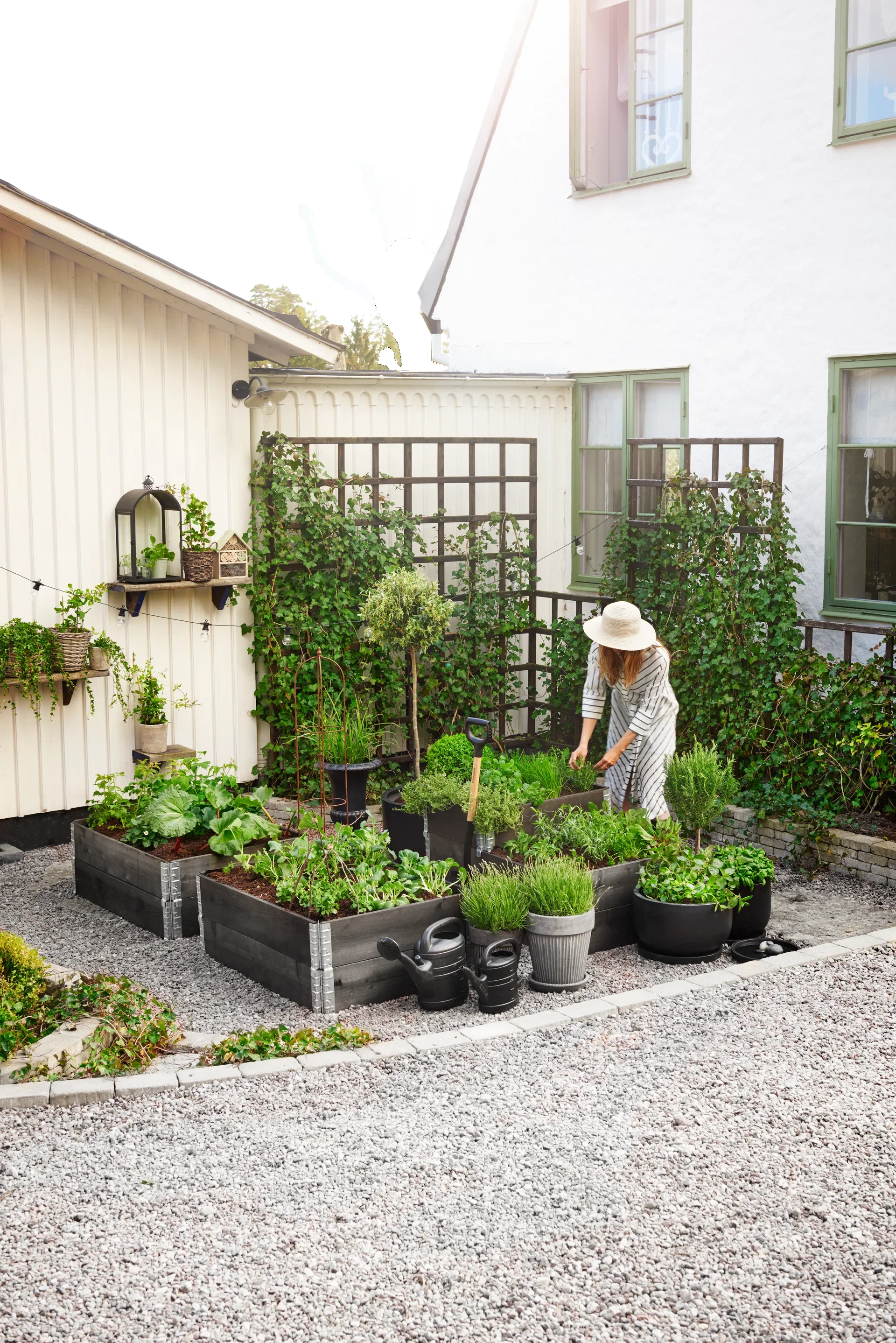 Rosmarin på stam