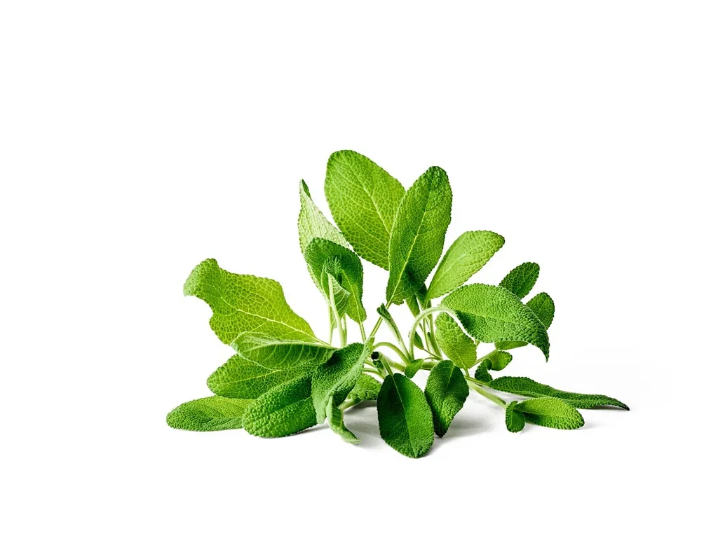 Salvia officinalis 14 cm