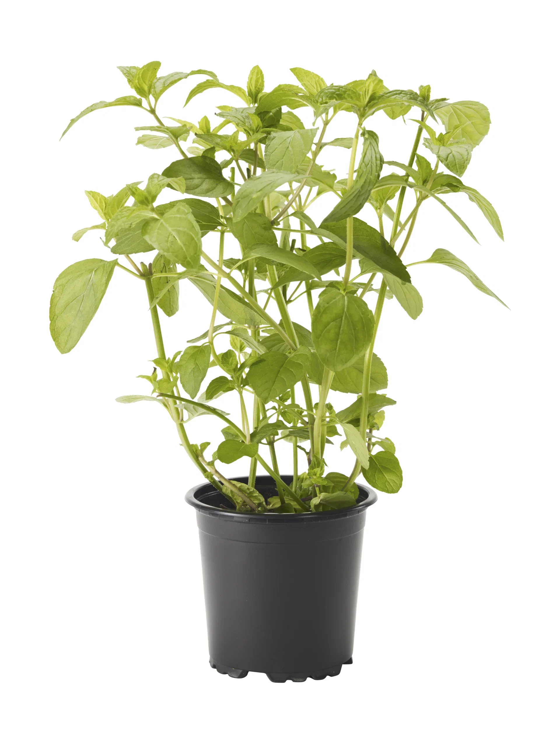 Pepparmynta KRAV