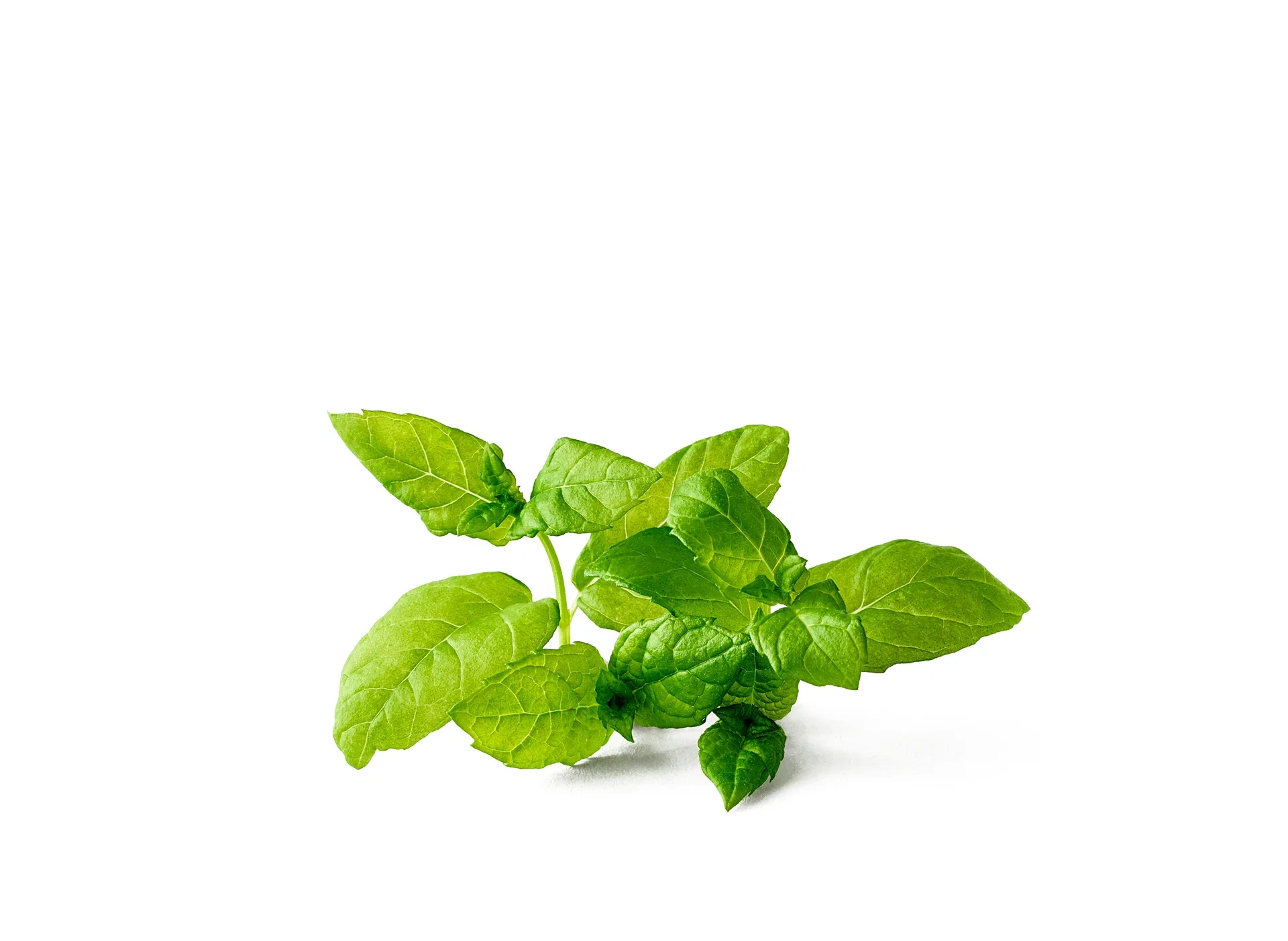 Pepparmynta KRAV