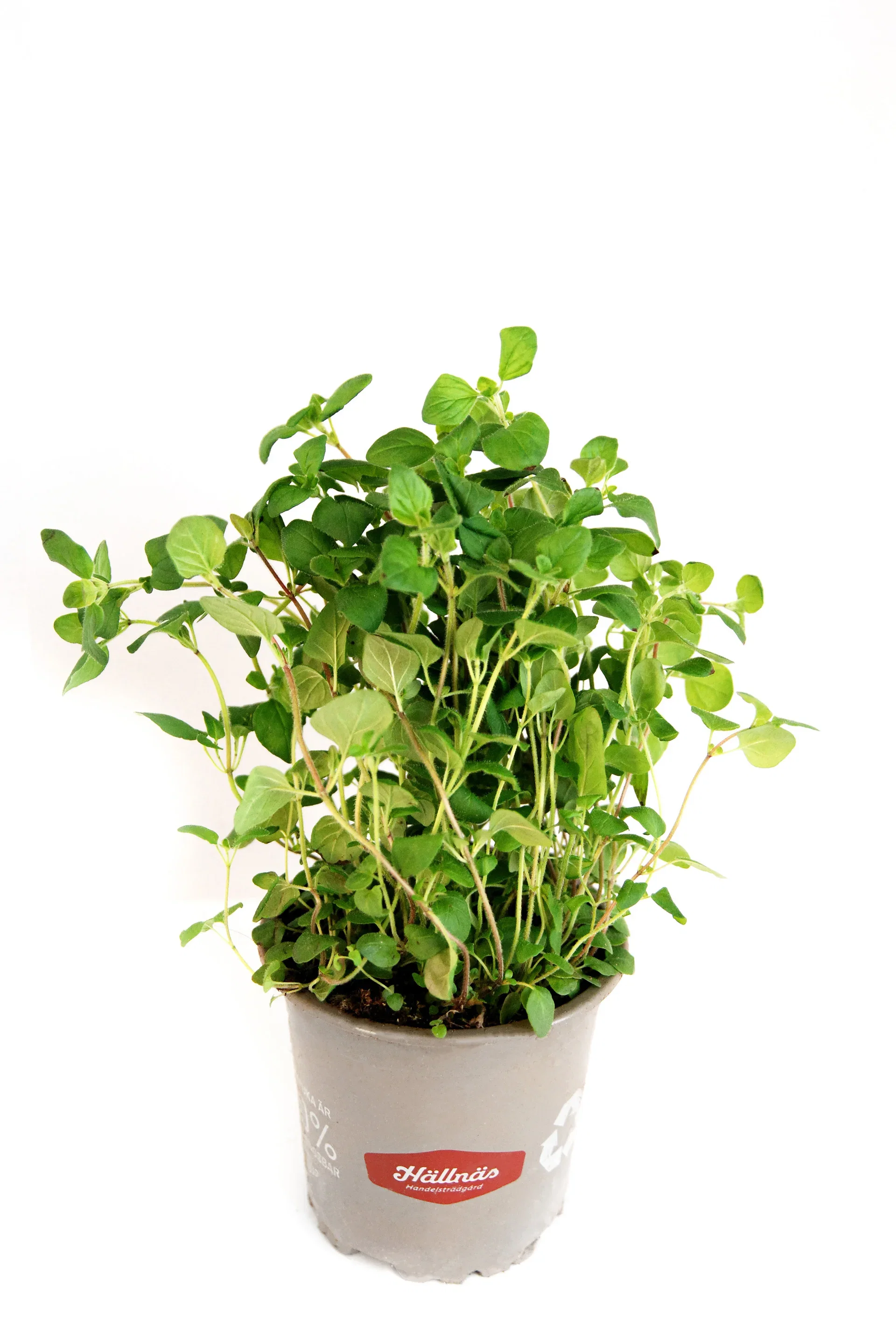 Oregano KRAV