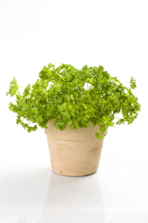 Petroselinum crispum KRAV 10,5 cm