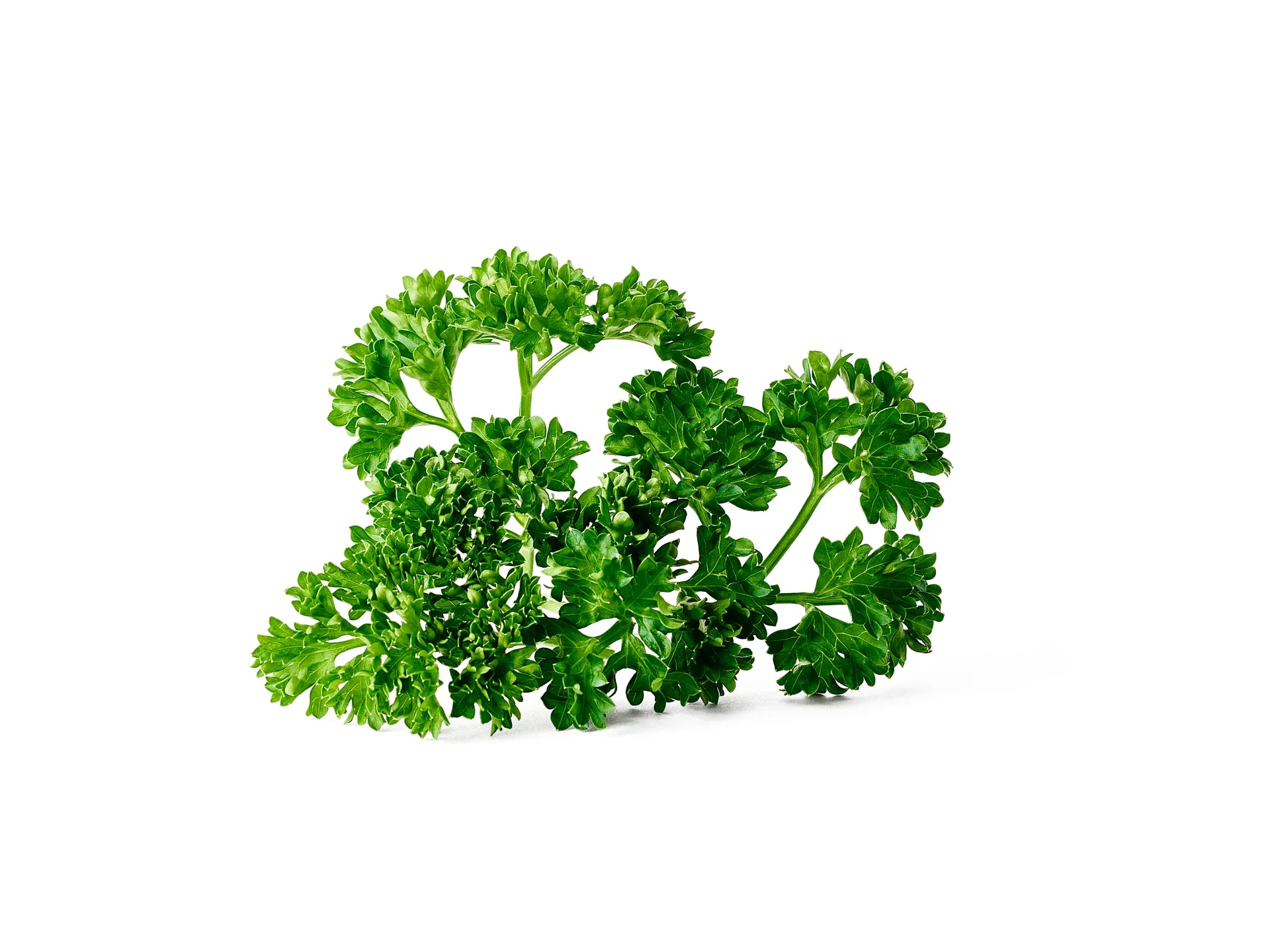 Petroselinum crispum KRAV 10,5 cm