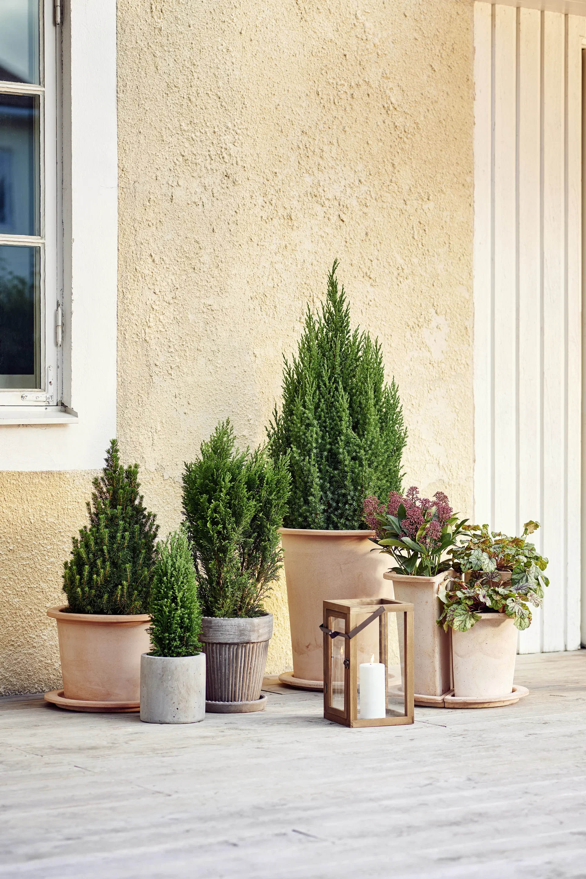 Juniperus chin. 'Stricta' 26 cm