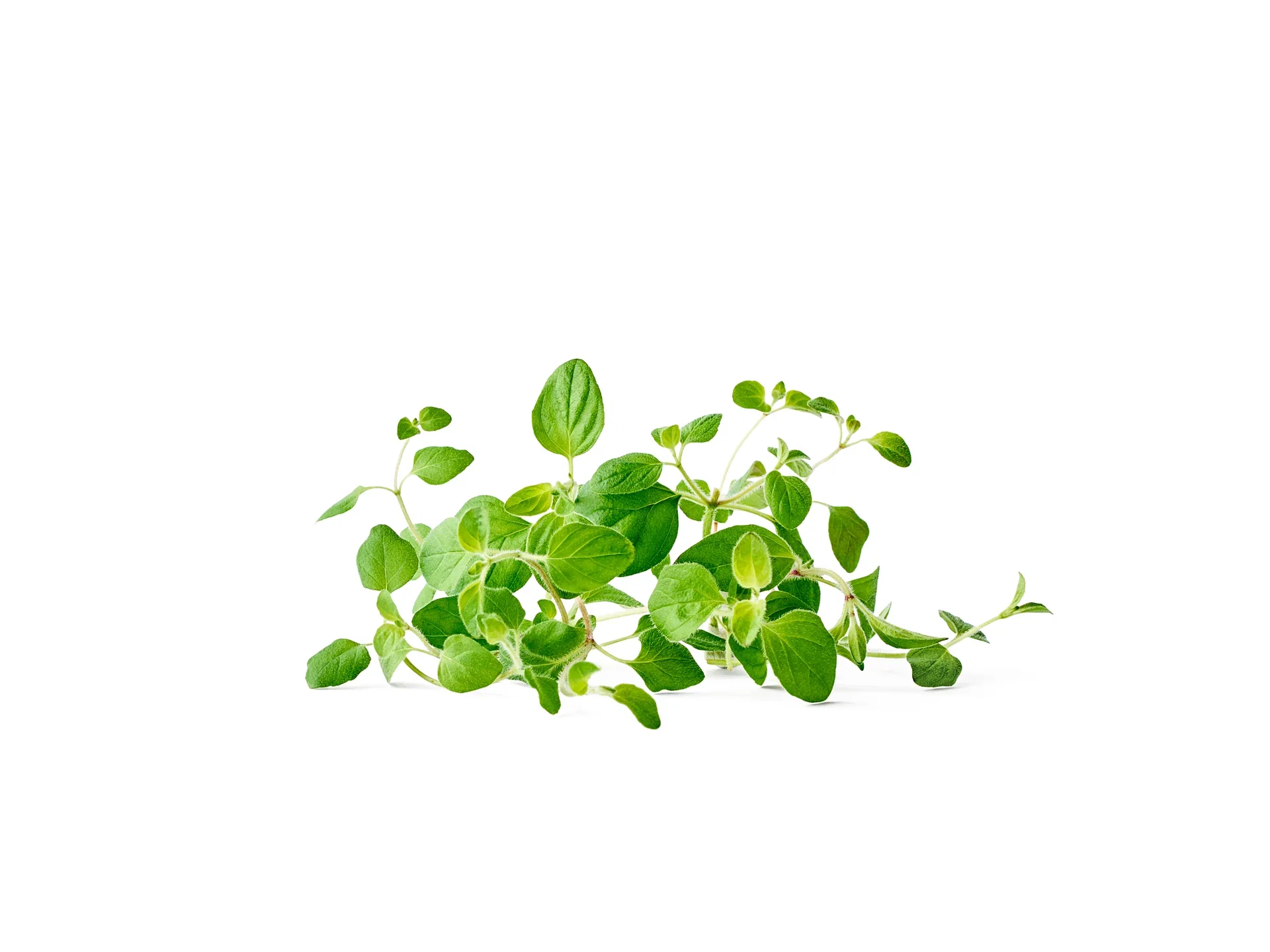 All N. Origanum vulgare 12 cm