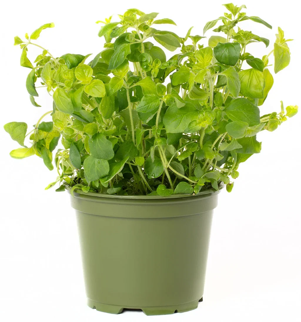 All N. Origanum vulgare 12 cm