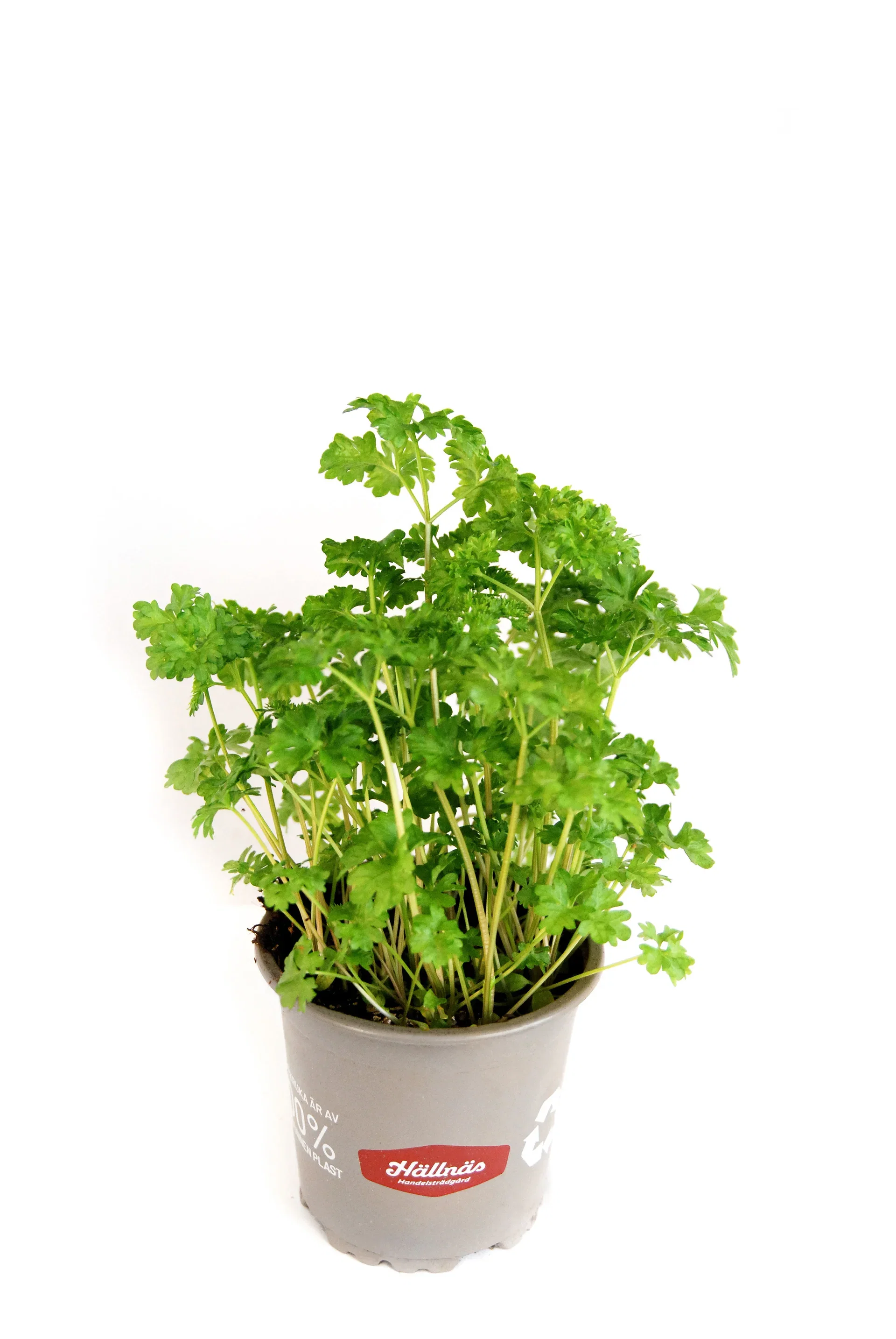 Petroselinum crispum KRAV 10,5 cm