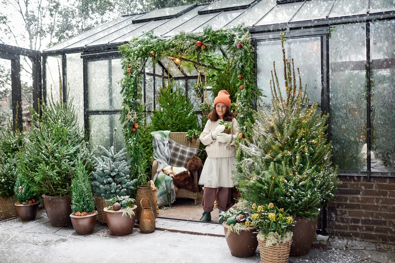 Kinesisk en 'Stricta'