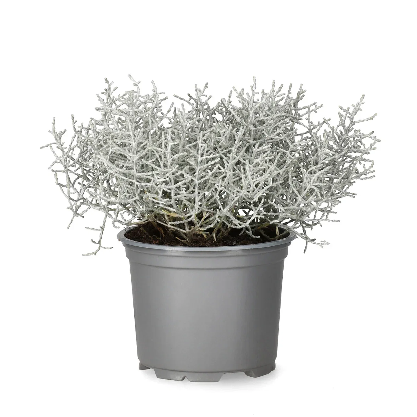 Leucophyta brownii 10,5 cm