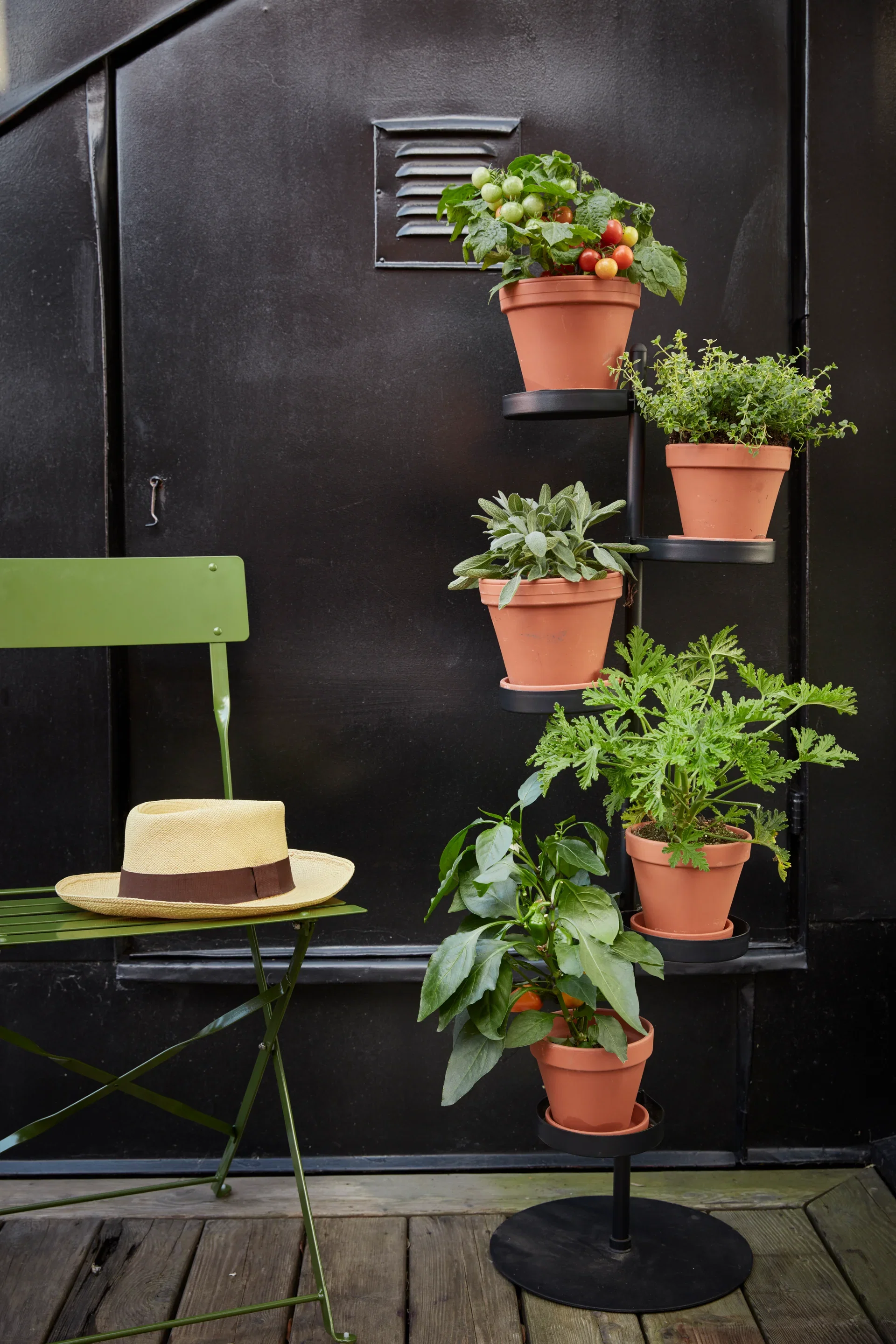 Thymus vulgaris KRAV 10,5 cm