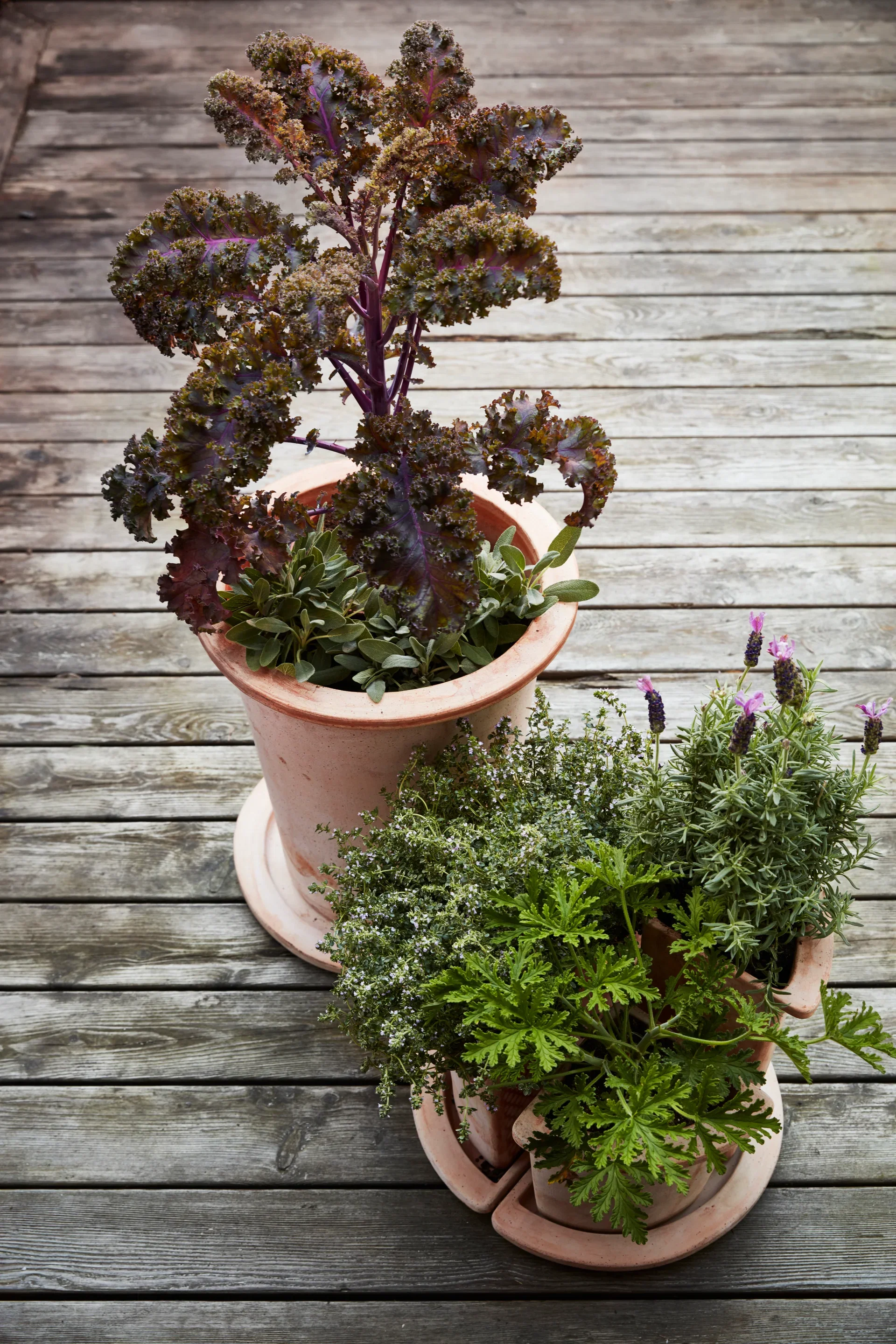 Thymus vulgaris 19 cm