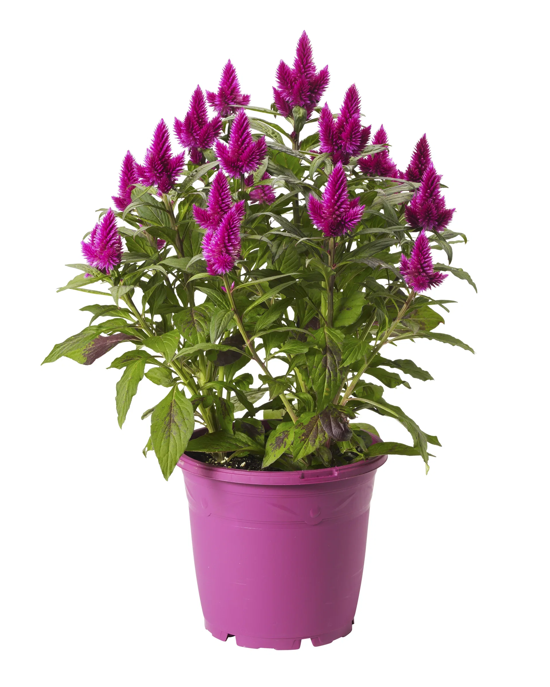 Celosia c. 'Deep Purple' 19 cm