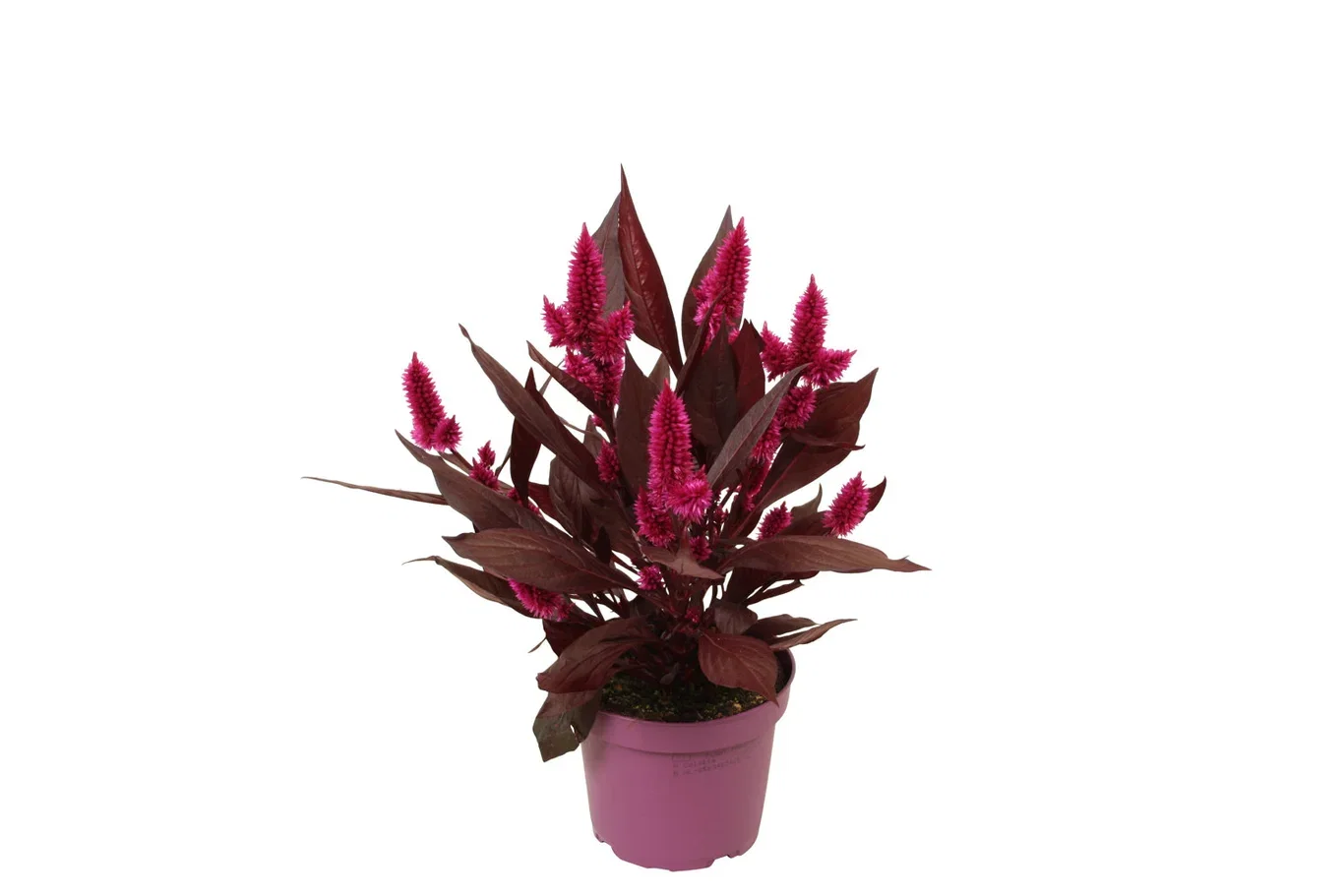 Plymört 'Deep purple'