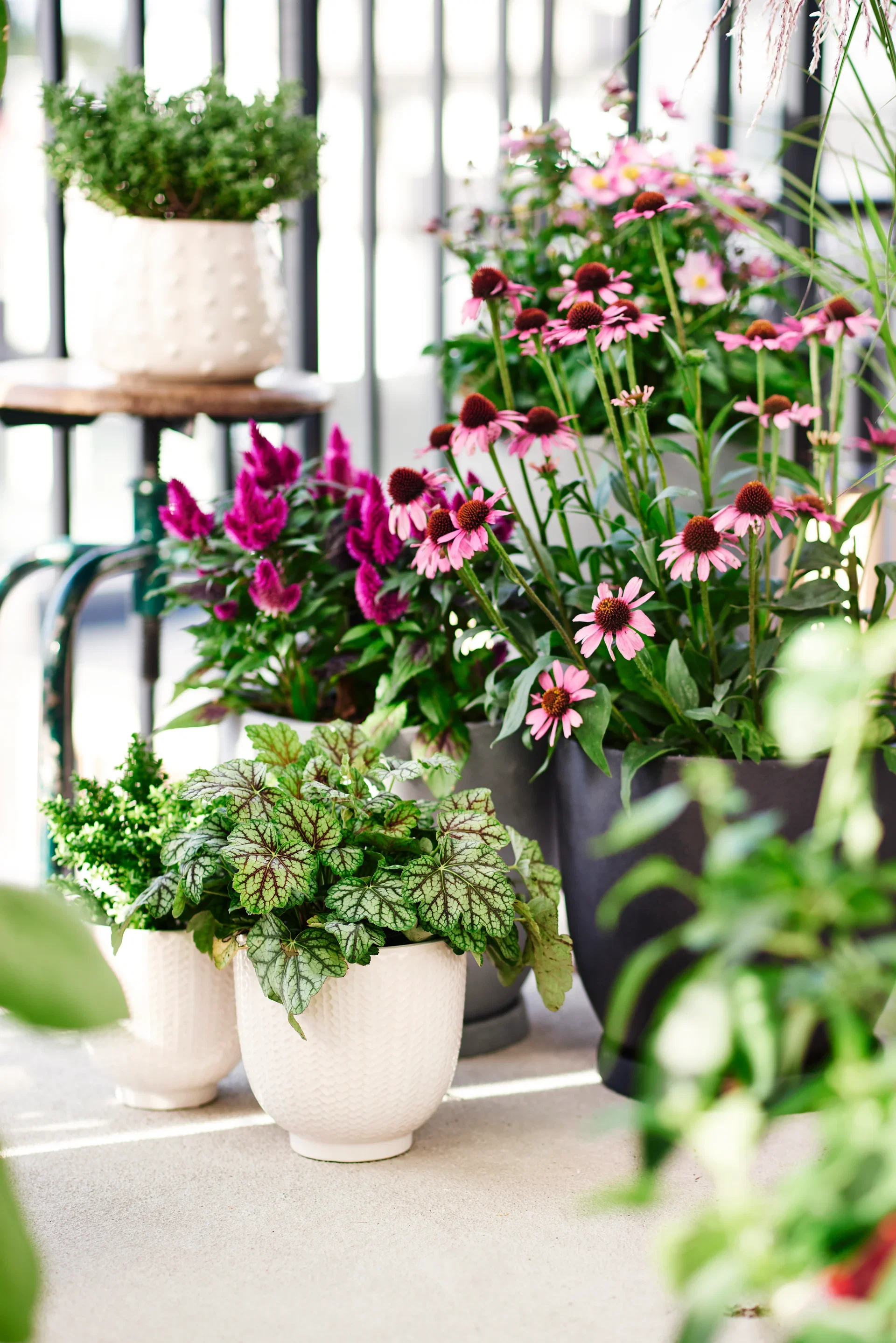 Celosia c. 'Deep Purple' 19 cm