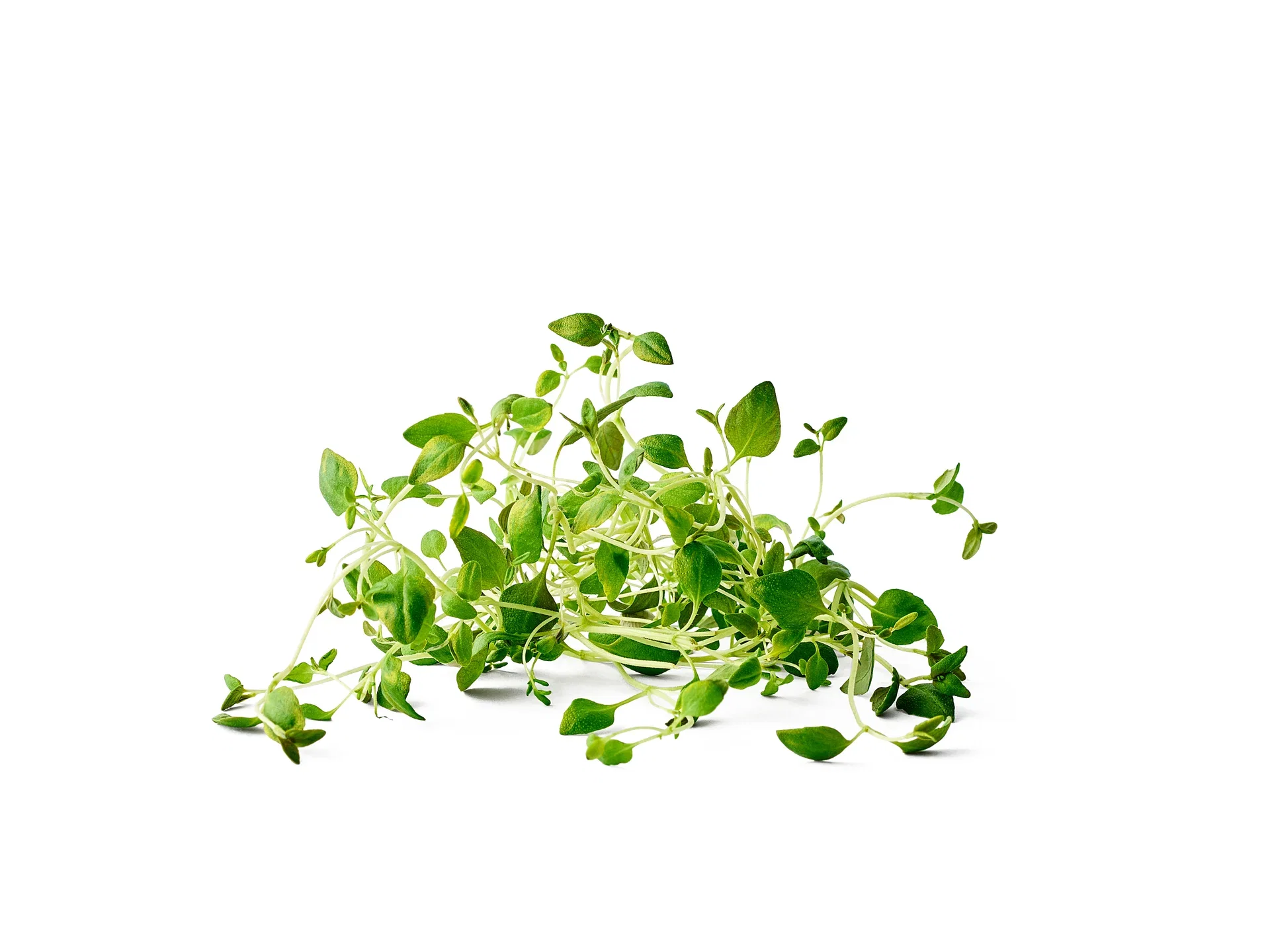 Thymus x citriodorus KRAV 10,5 cm