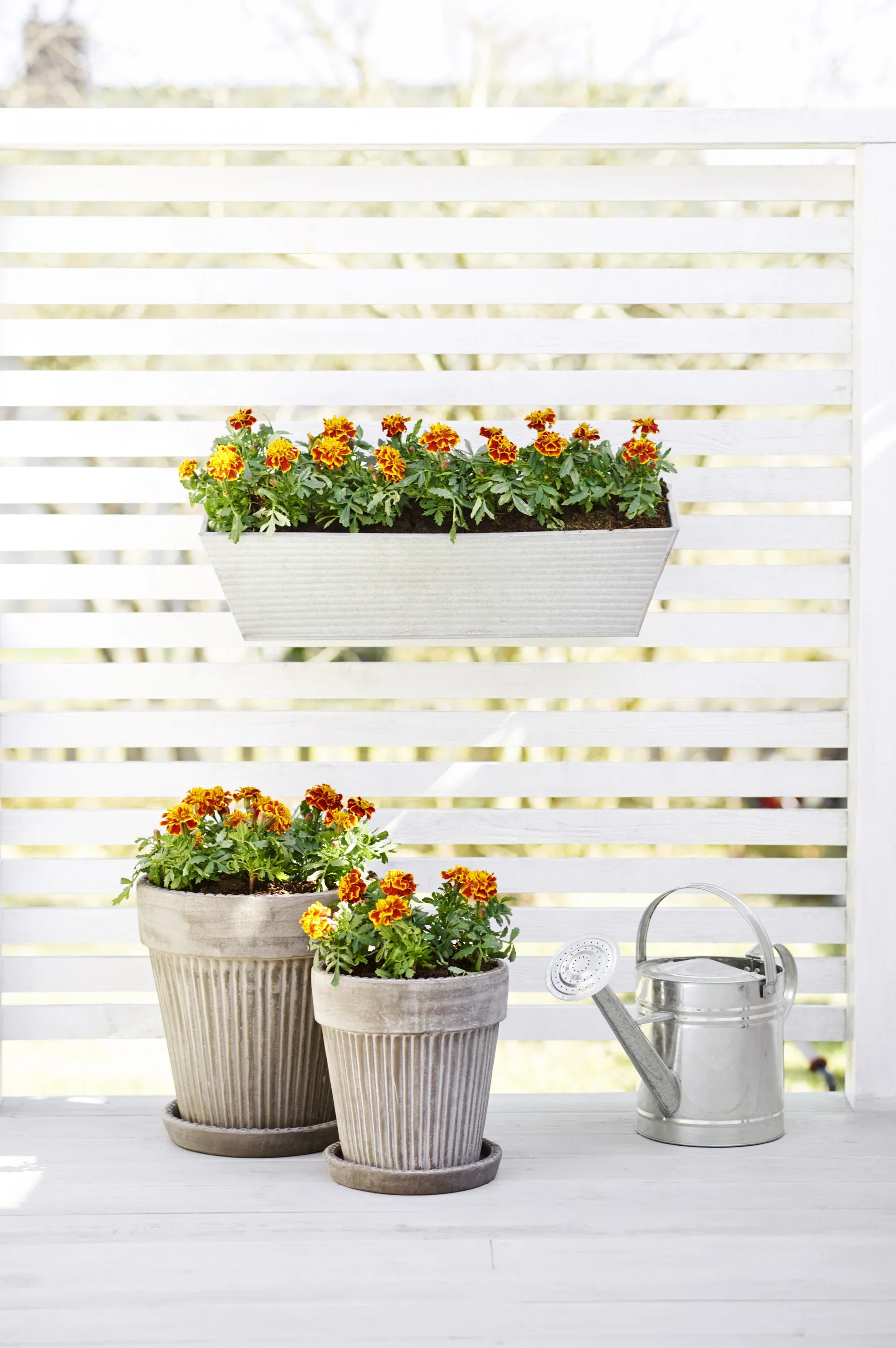 Tagetes