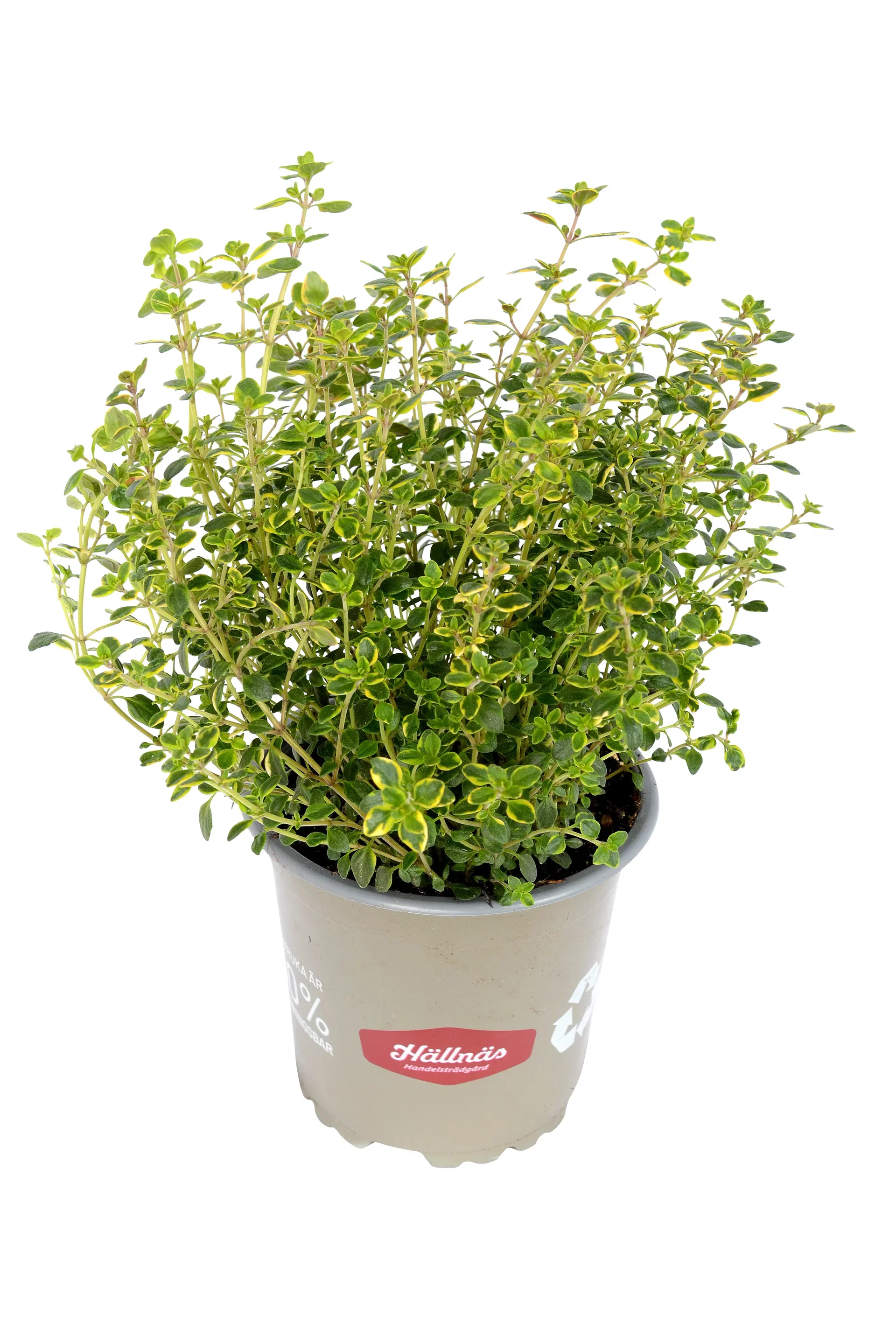 Thymus x citriodorus KRAV 10,5 cm