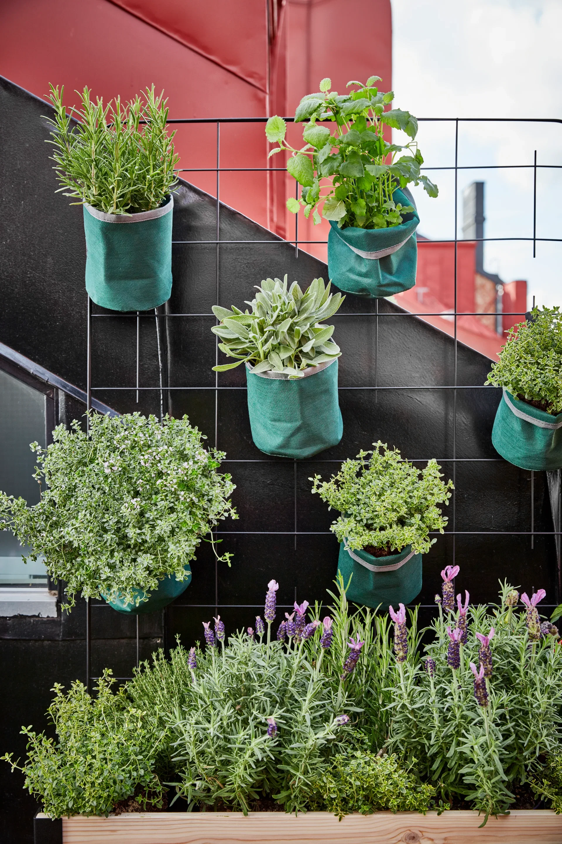 All N. Thymus x citriodorus 12 cm