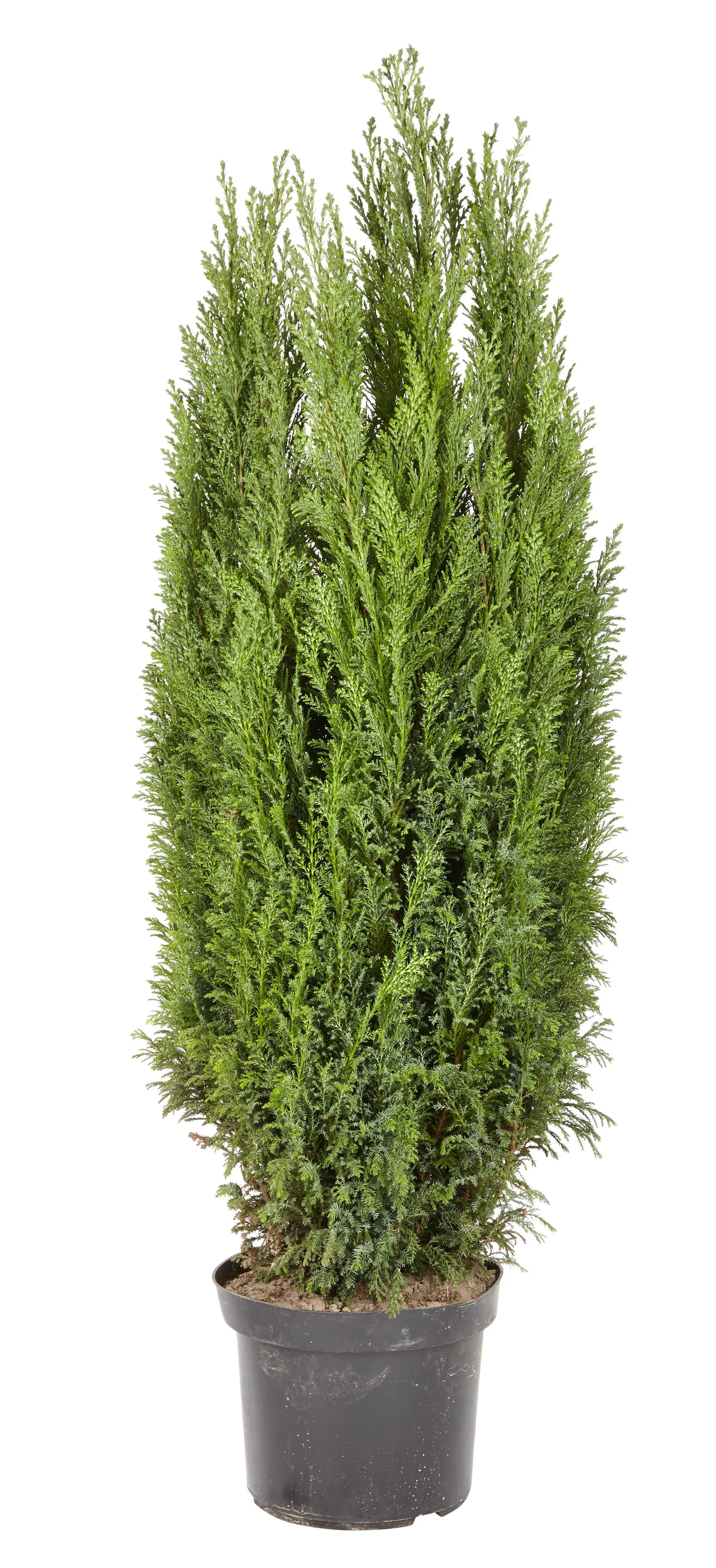 Ädelcypress 'Ellwoodii'