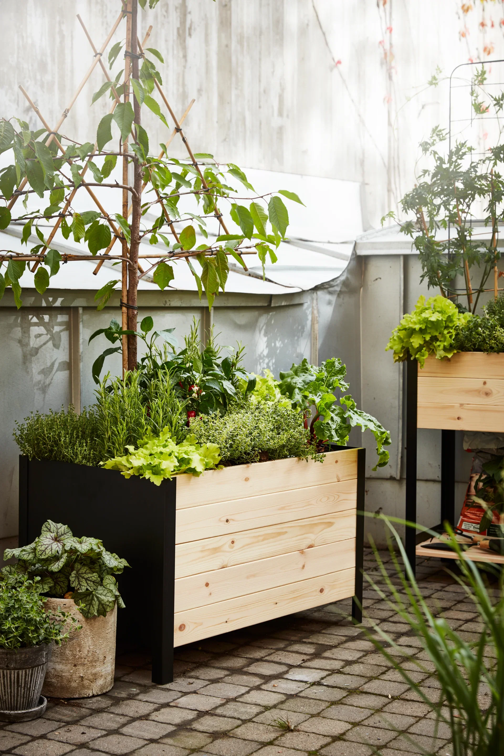 All N. Thymus x citriodorus 12 cm