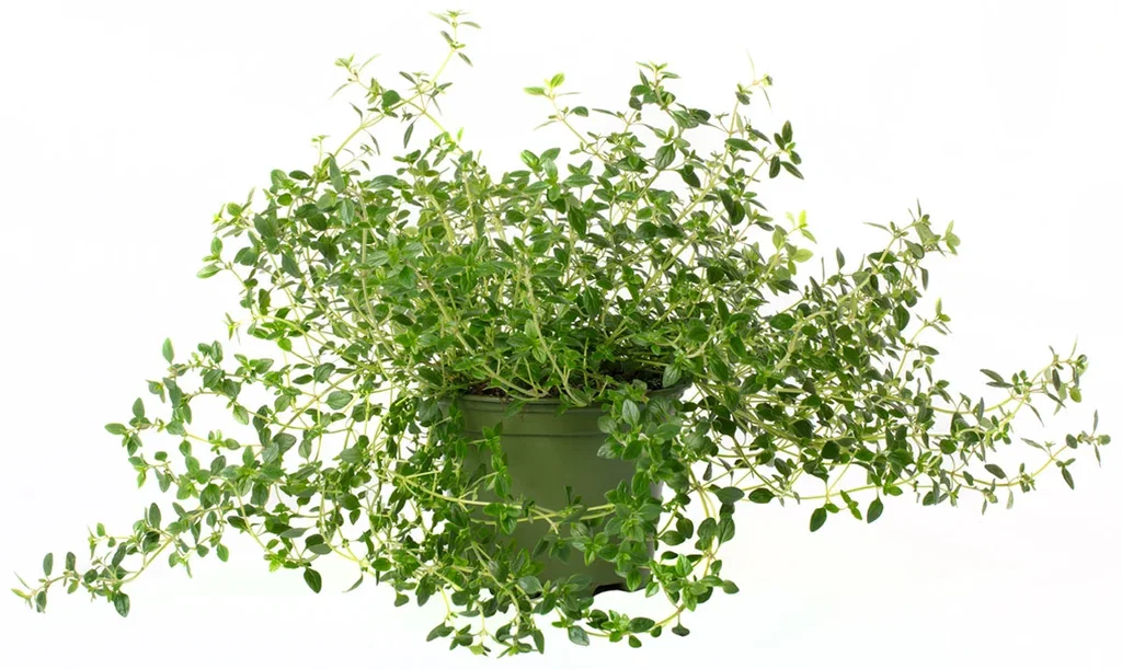 All N. Thymus x citriodorus 12 cm