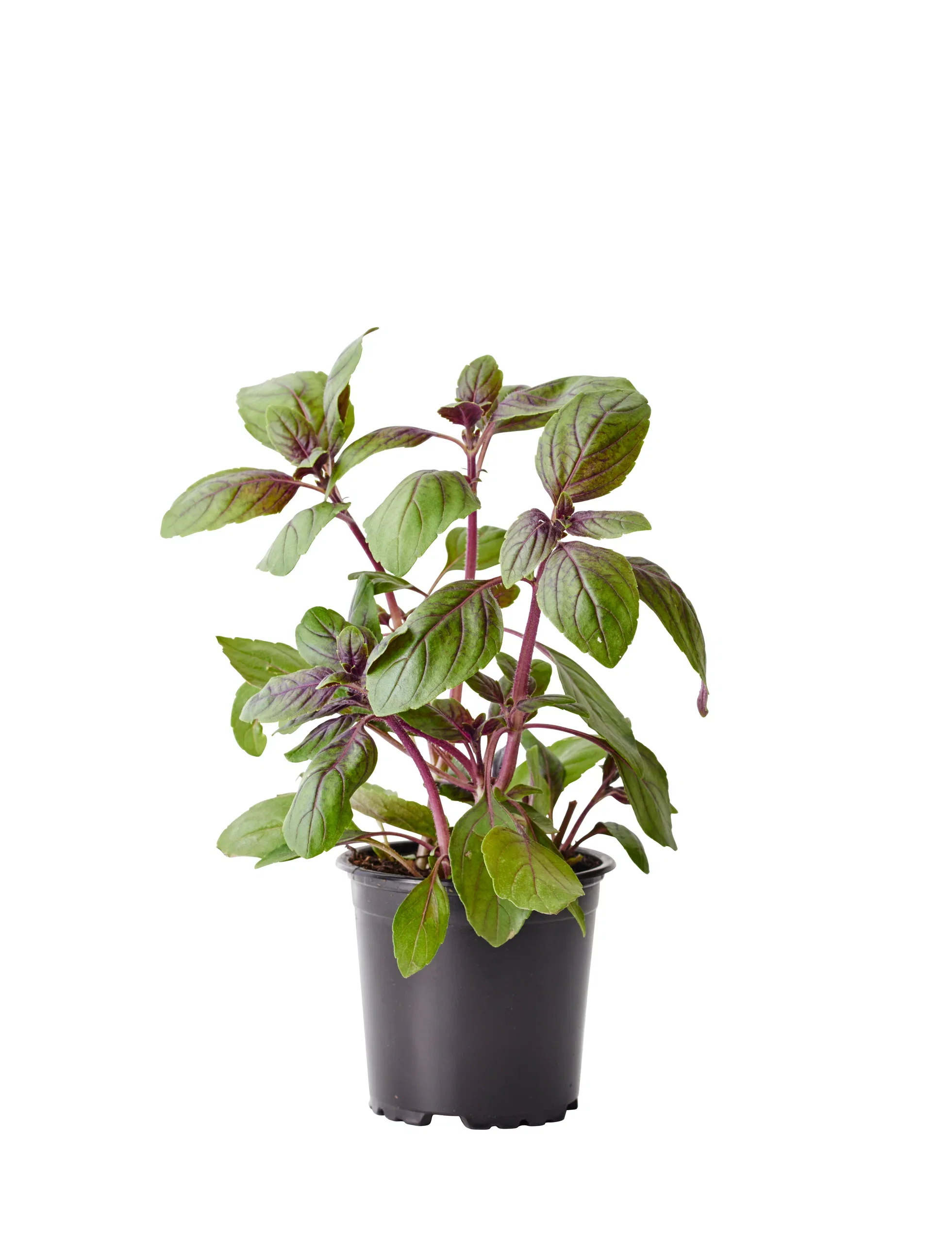 Basilika 'Blue Magic Mountain' KRAV