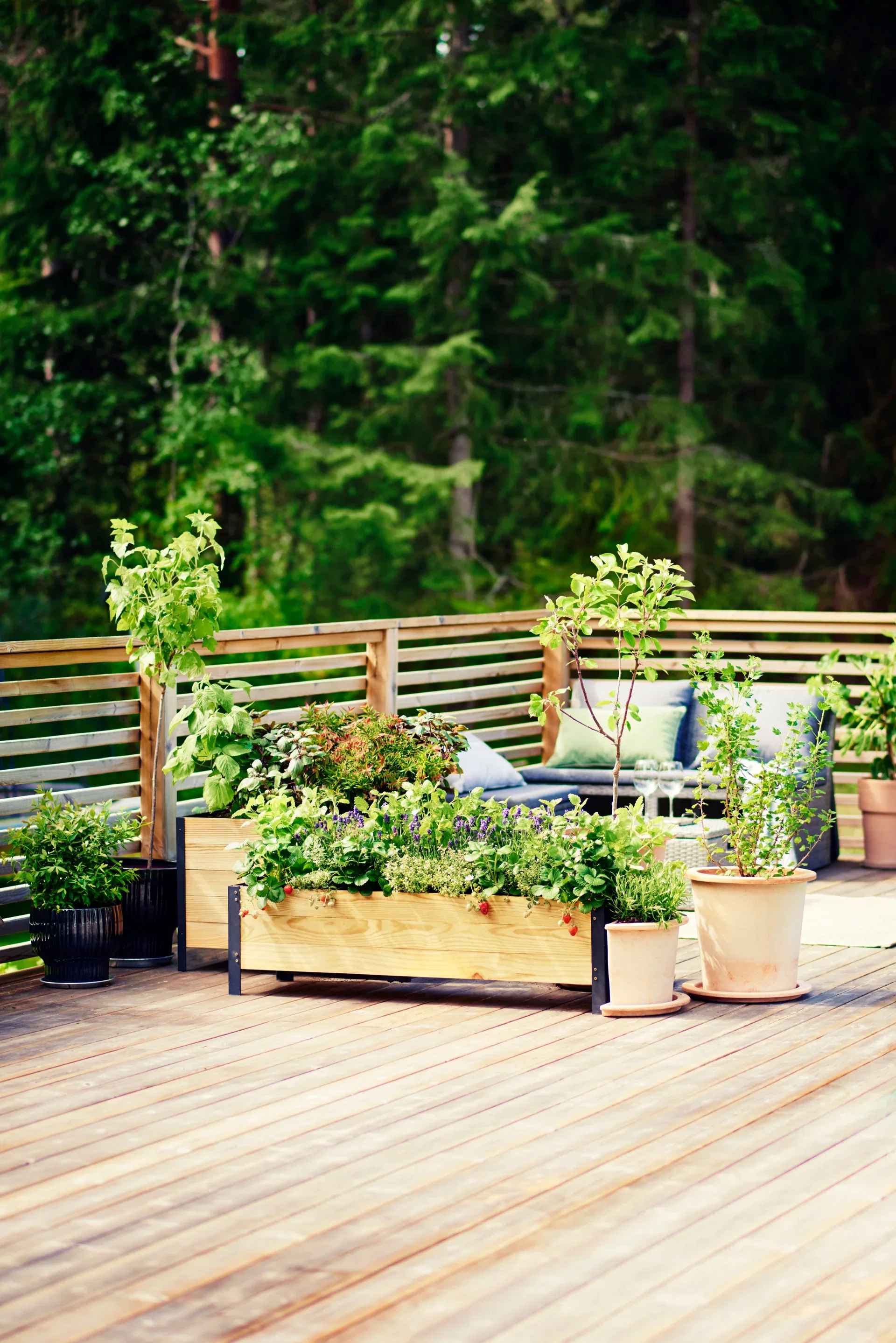 Basilika 'Blue Magic Mountain' KRAV