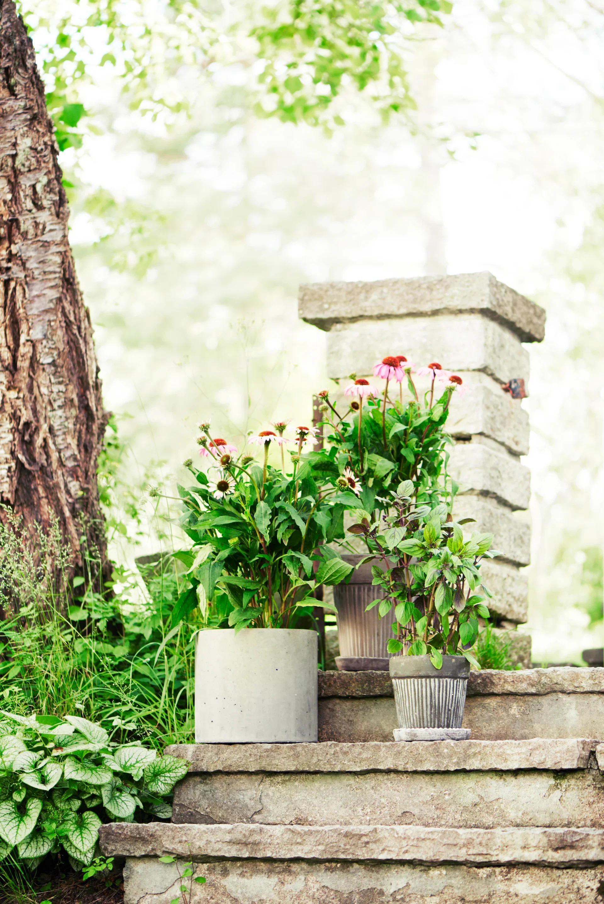 Basilika 'Blue Magic Mountain' KRAV