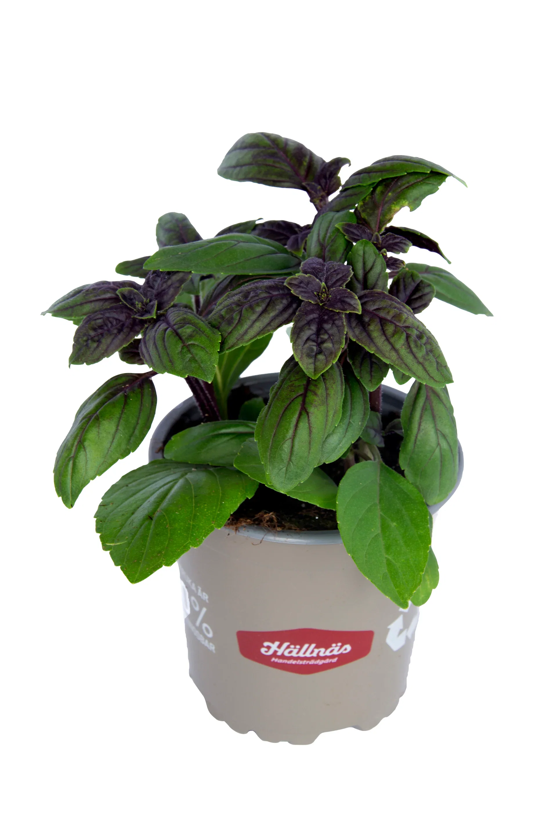 Basilika 'Blue Magic Mountain' KRAV