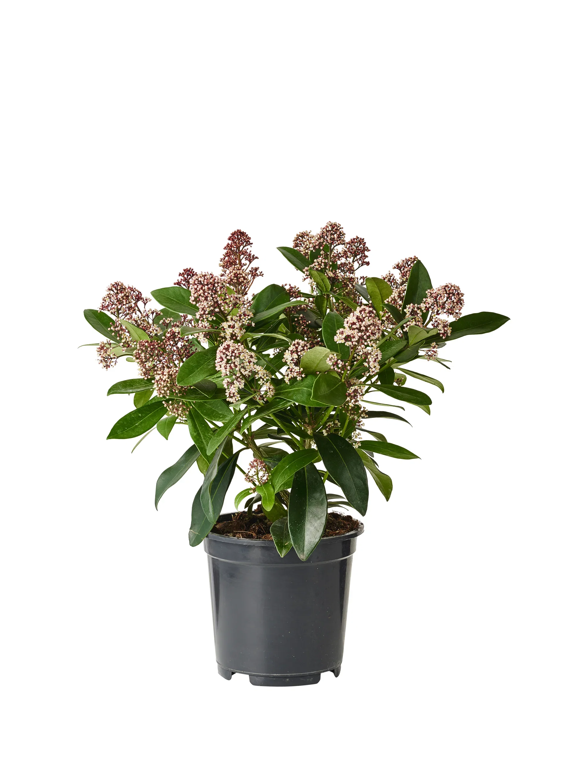 Skimmia j. 'Rubella' 20-25 17 cm