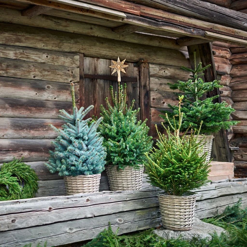 Abies Nordmanniana 80 cm 27 cm