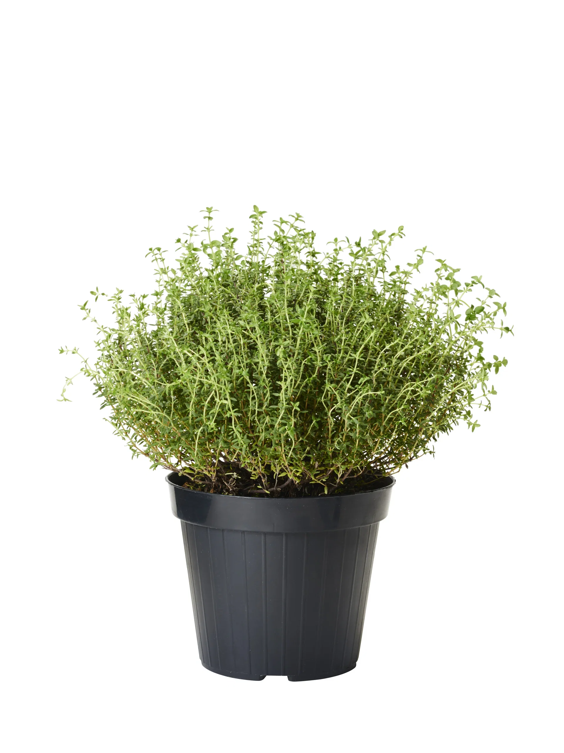 Thymus vulgaris 17 cm