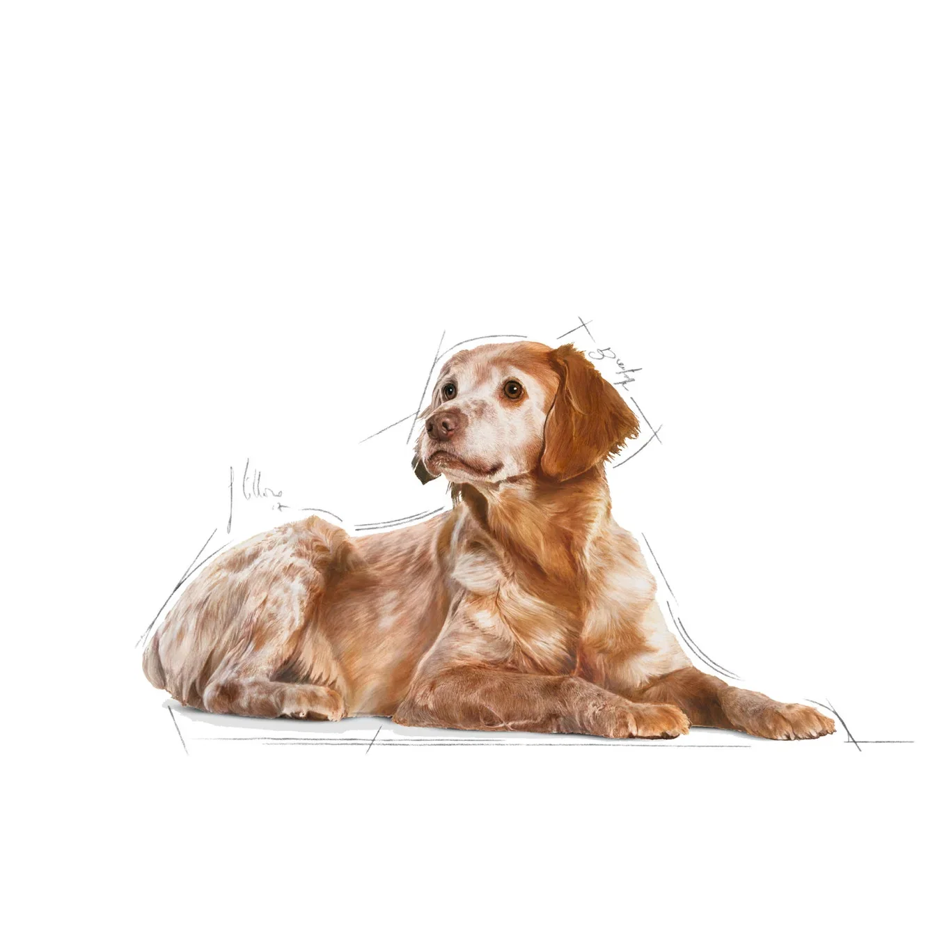 SHN Medium Ageing 10x140g