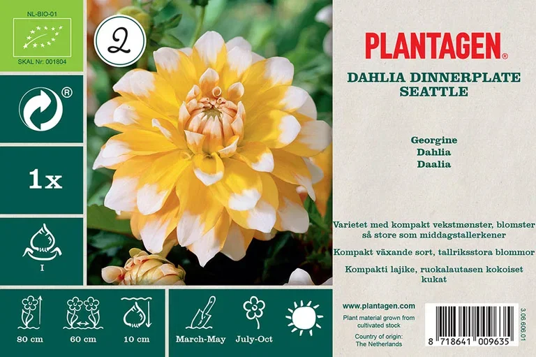 Dekorativdahlia 'Seattle'